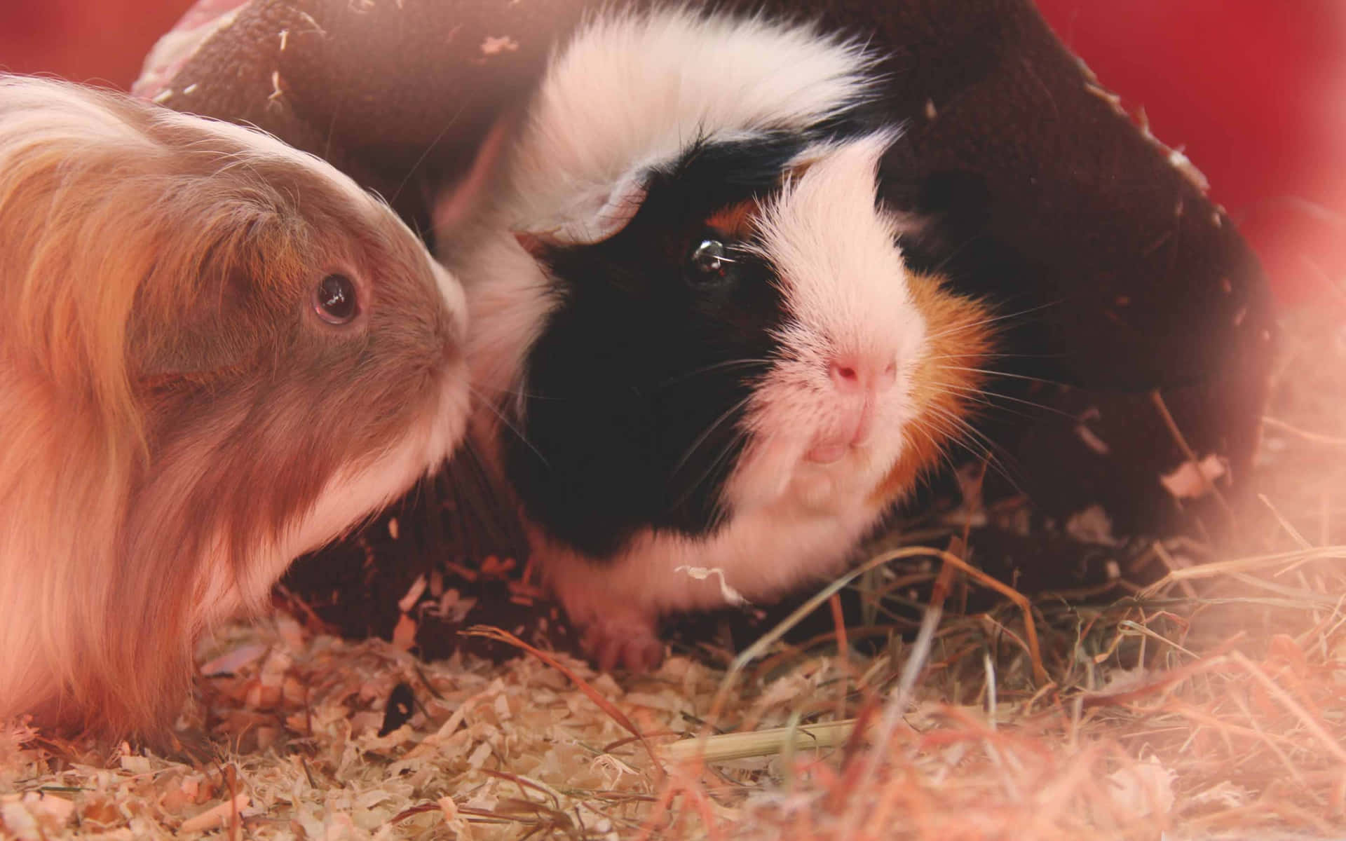 two guineas are sitting in a straw bed