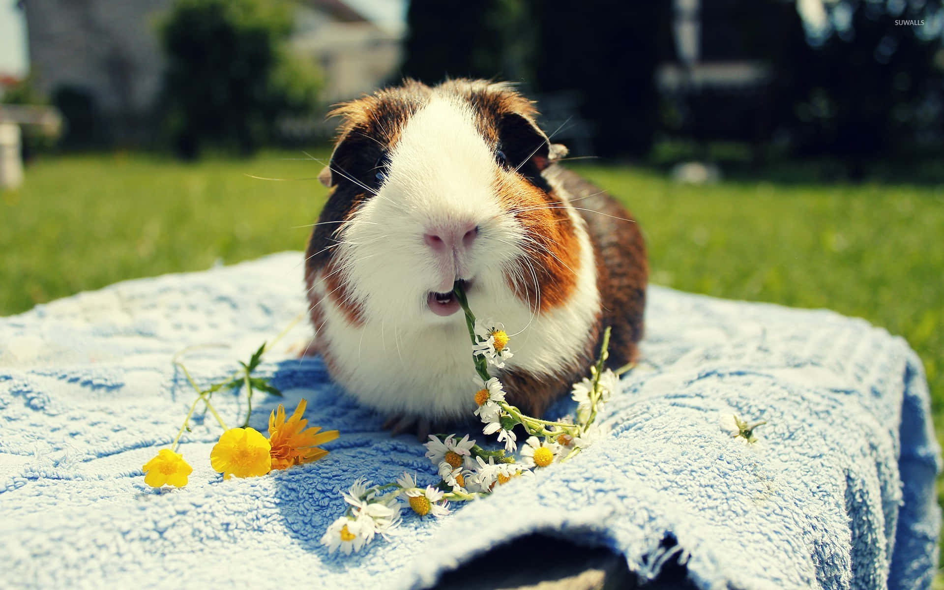 a guinea pig is eating flowers