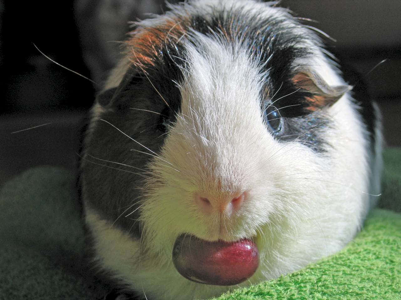 a guinea pig with its tongue out