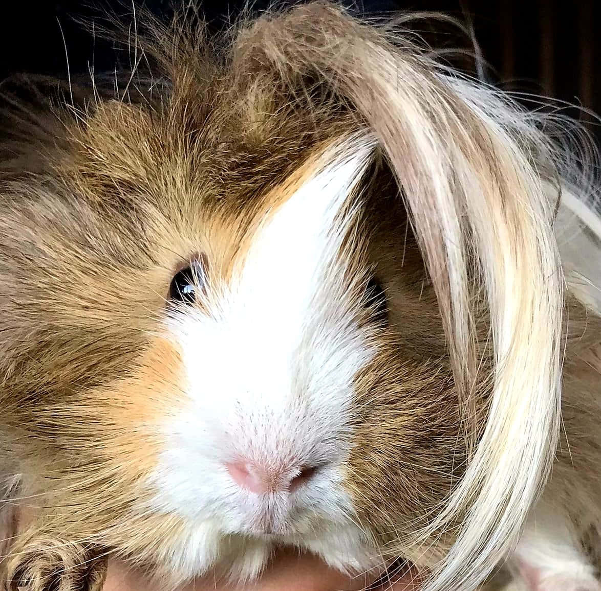a guinea with long hair being held by someone