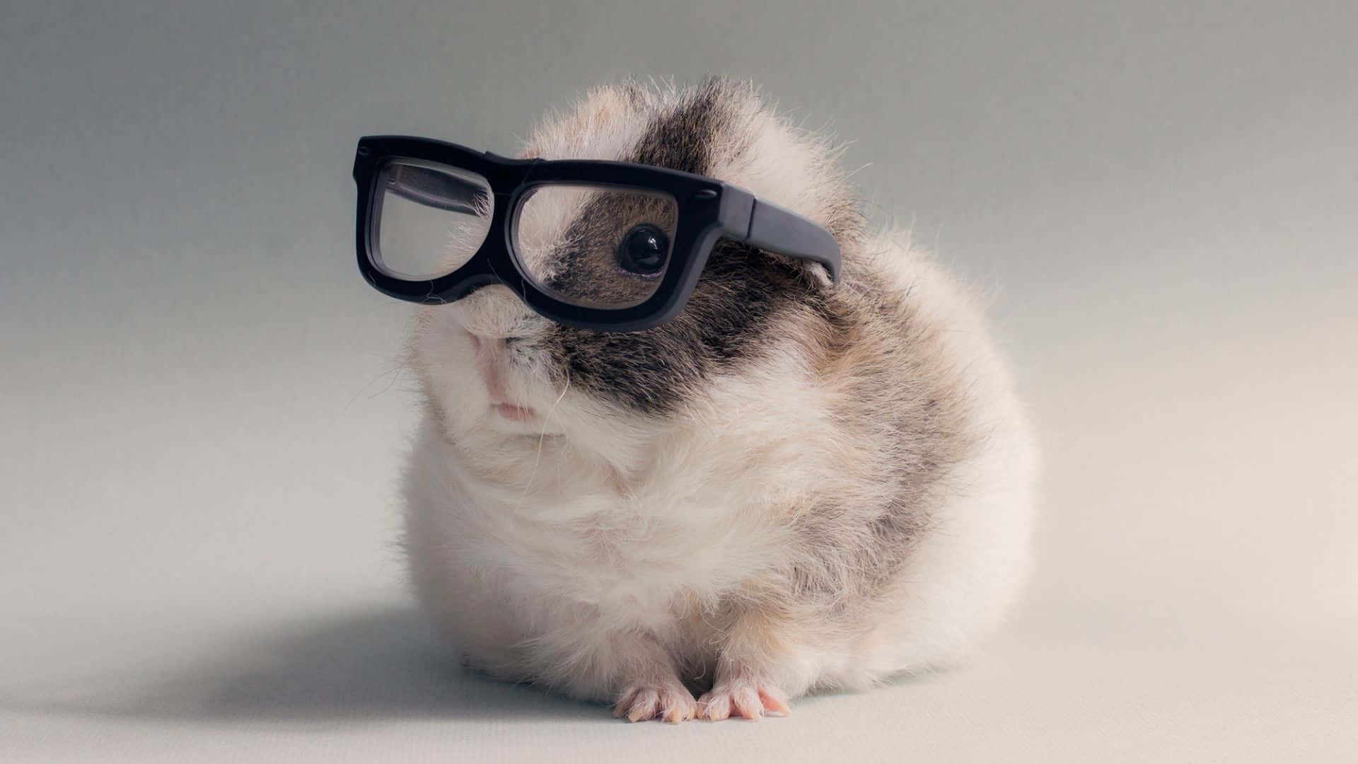 A Guinea Pig Wearing Glasses