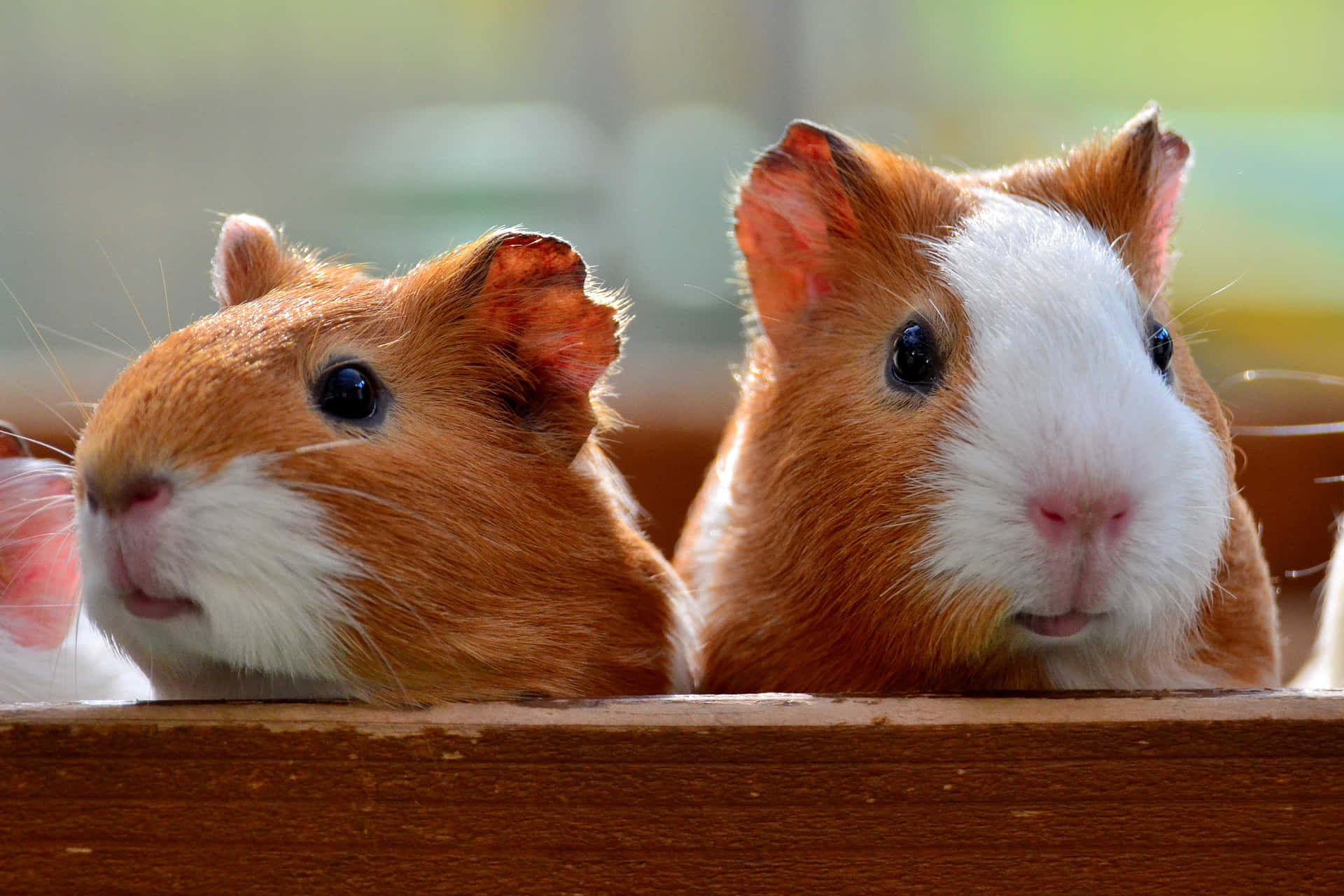 three guinea pigs are sitting in a wooden box