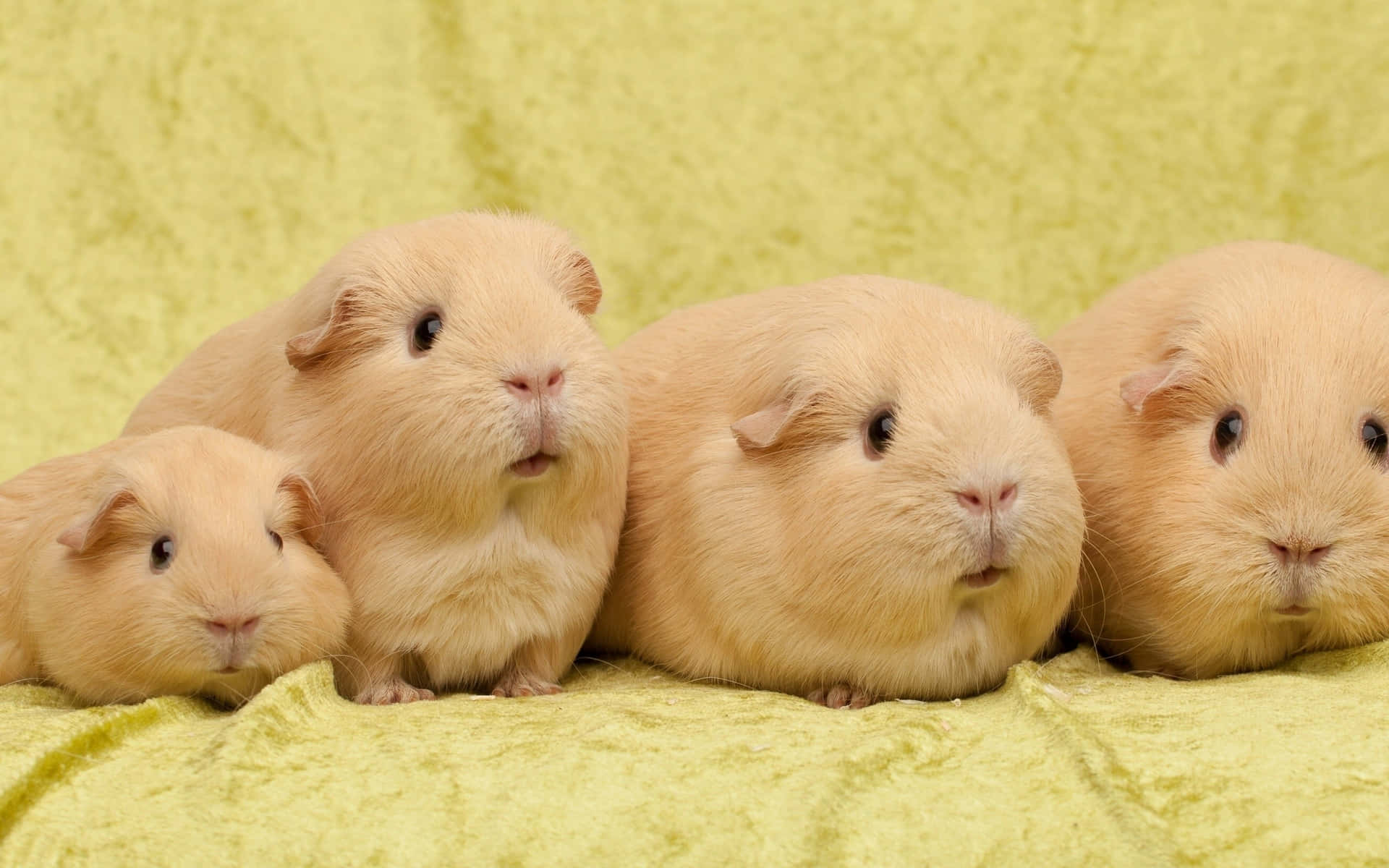 guinea pigs - guinea pigs for sale