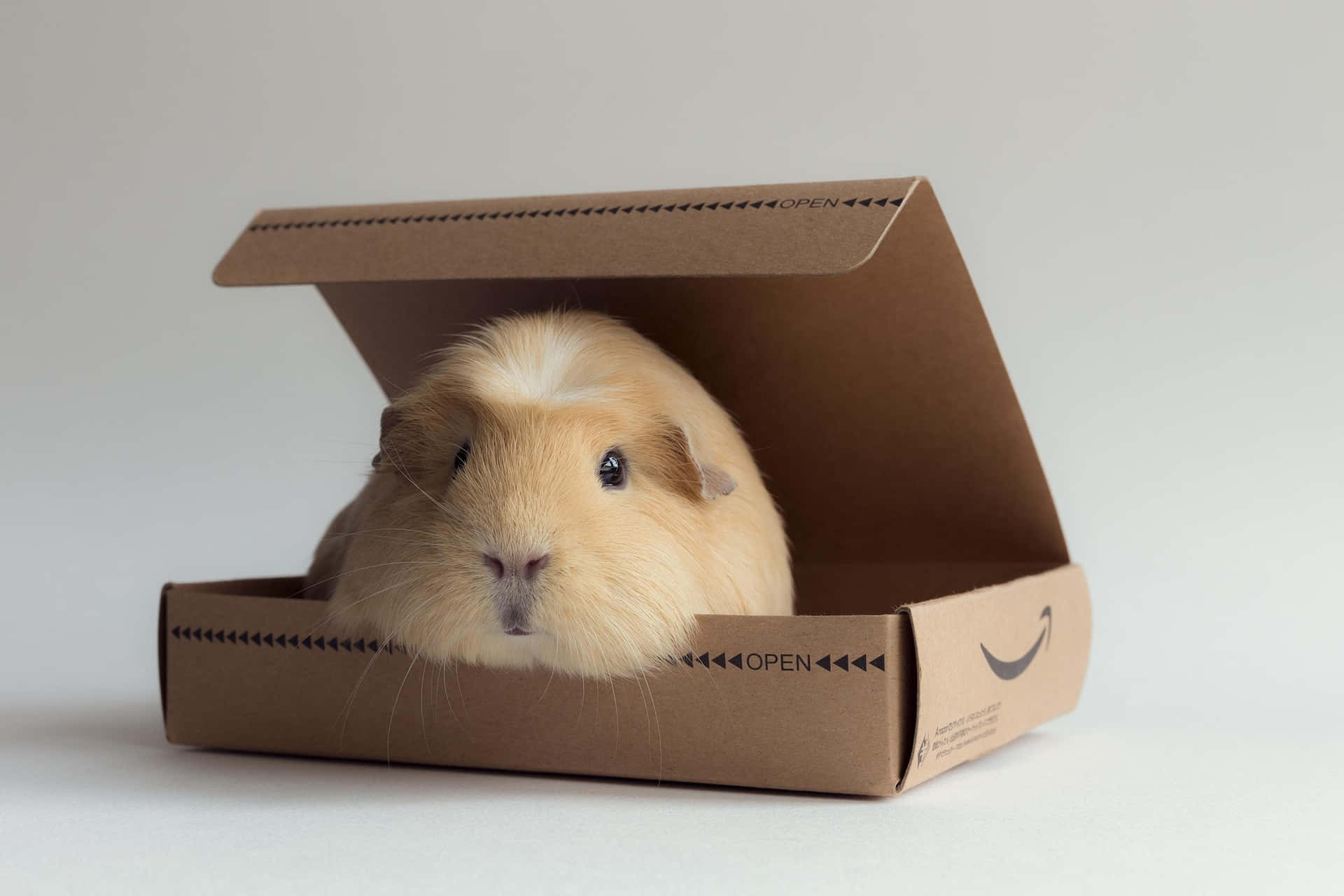 a small guinea pig in a box