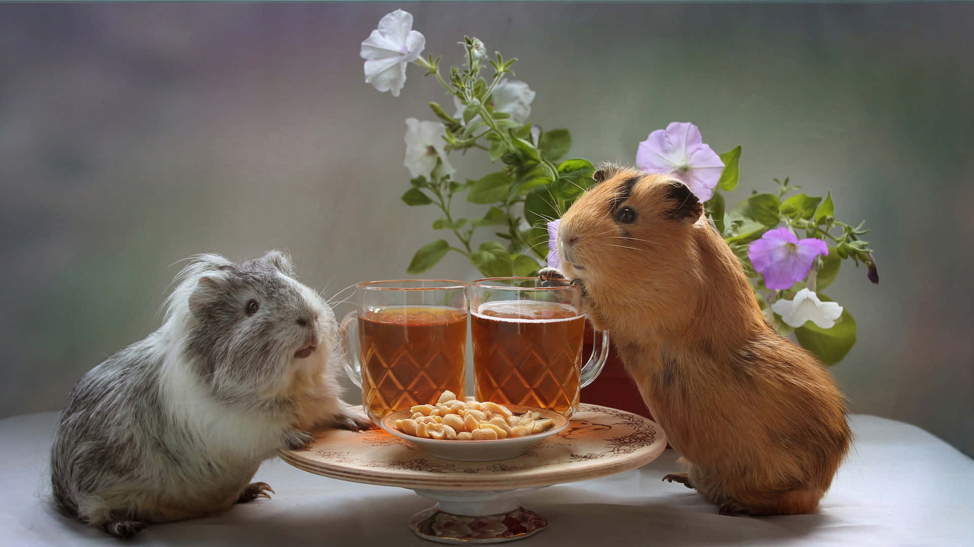 To guinea grise drikker te på en tallerken