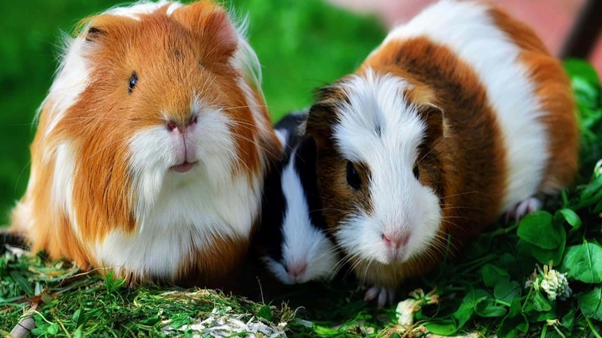 two guinea pigs are sitting on the grass