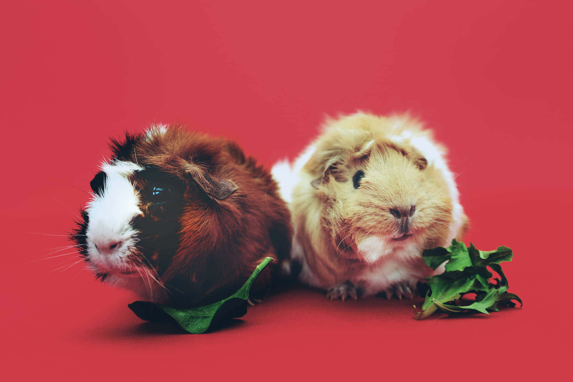 Zweimeerschweinchen Auf Einem Roten Hintergrund