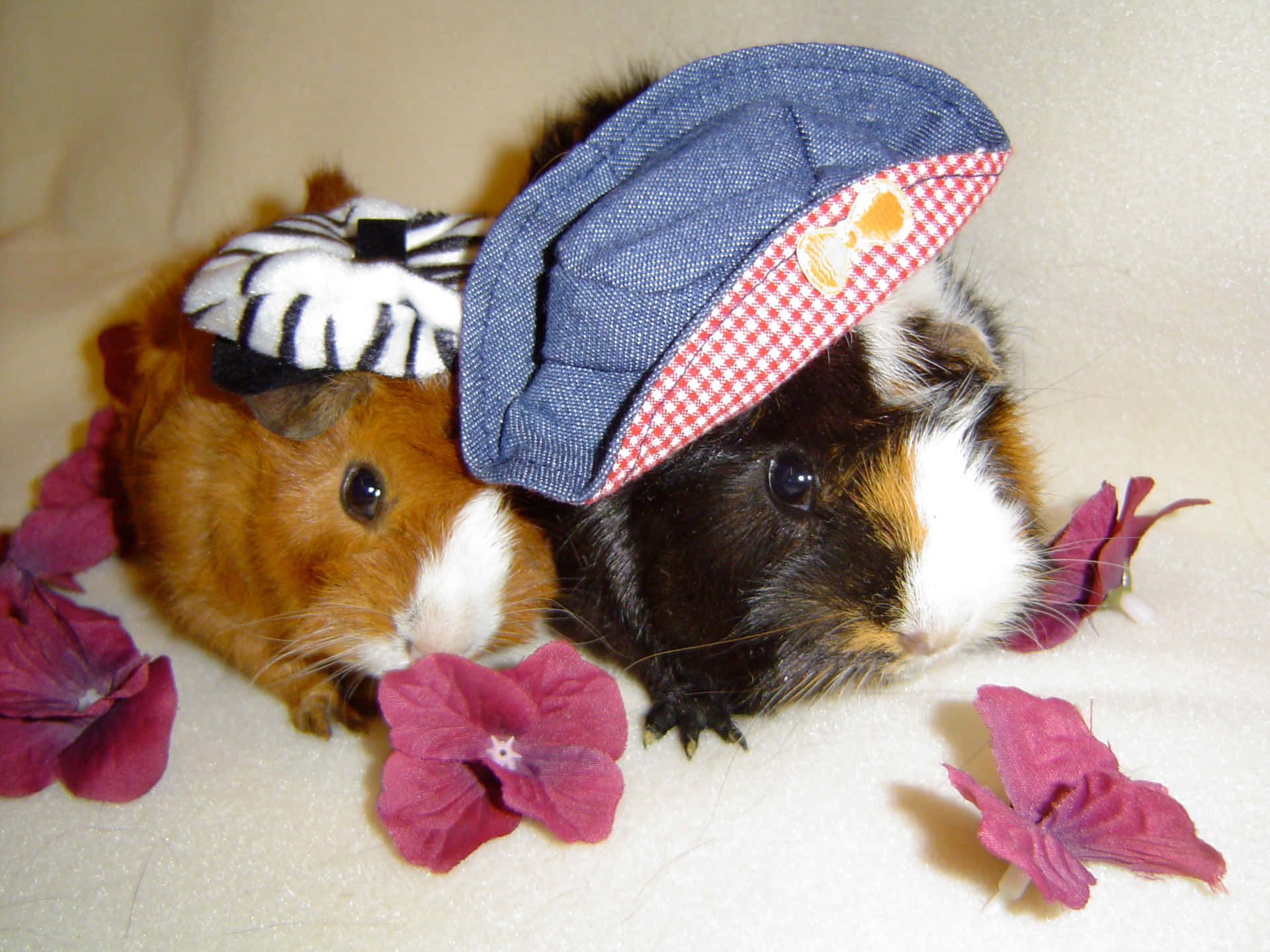 a guinea pig wearing a hat