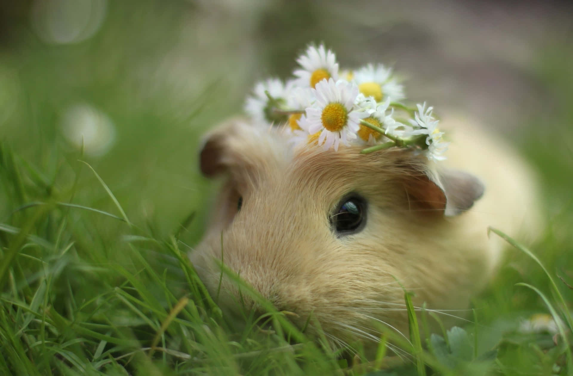 a guinea pig with a flower crown on its head
