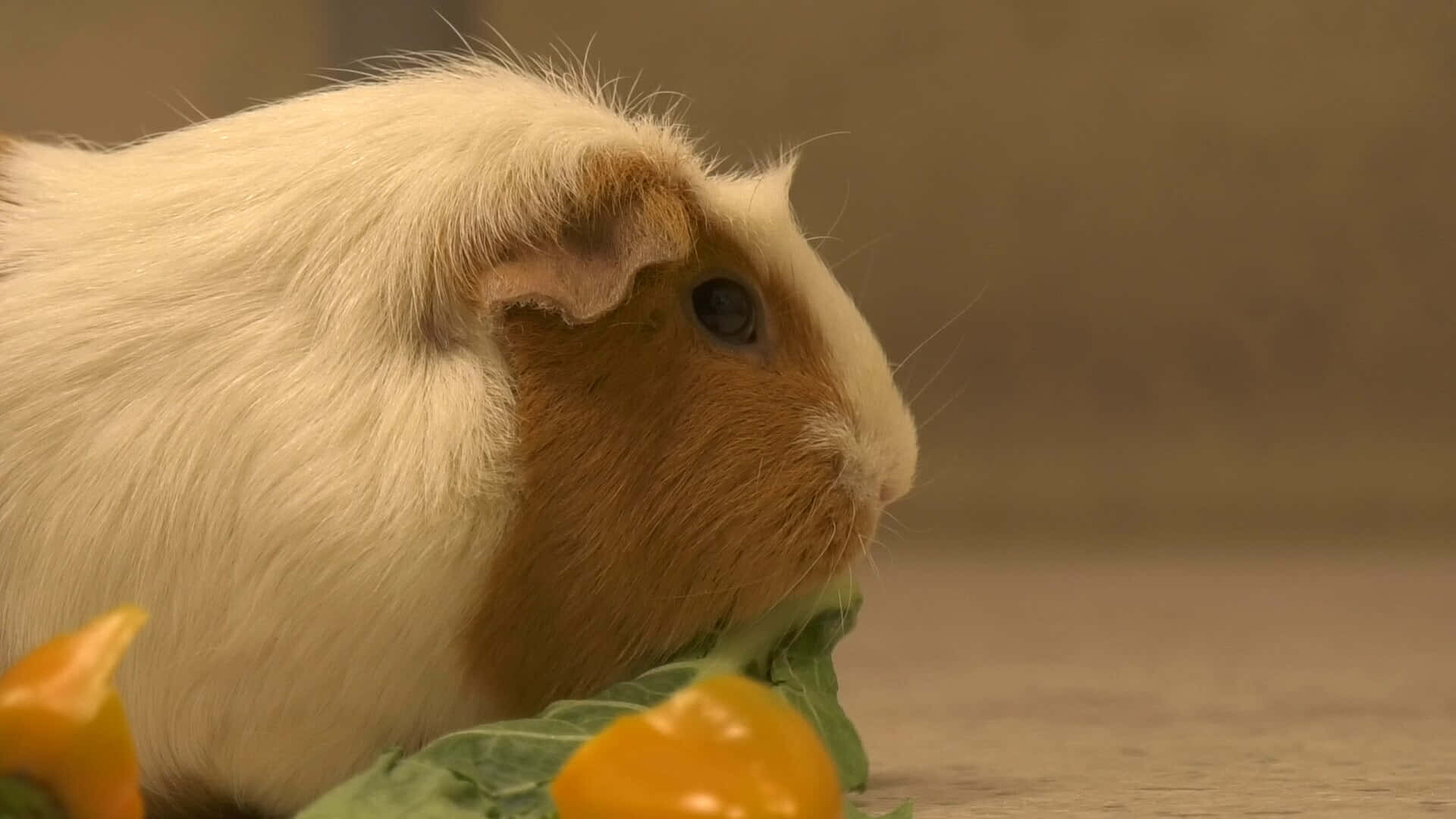a guinea pig eating some peppers