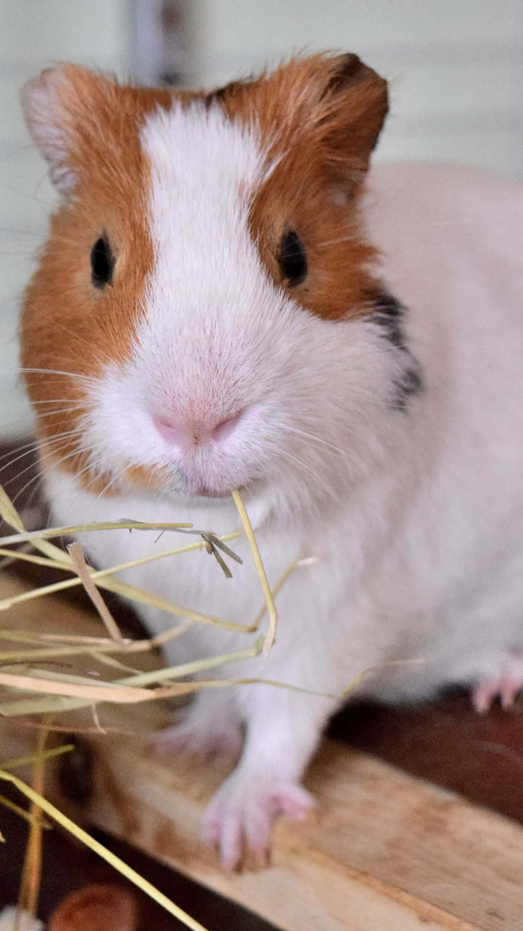 a guinea pig eating hay