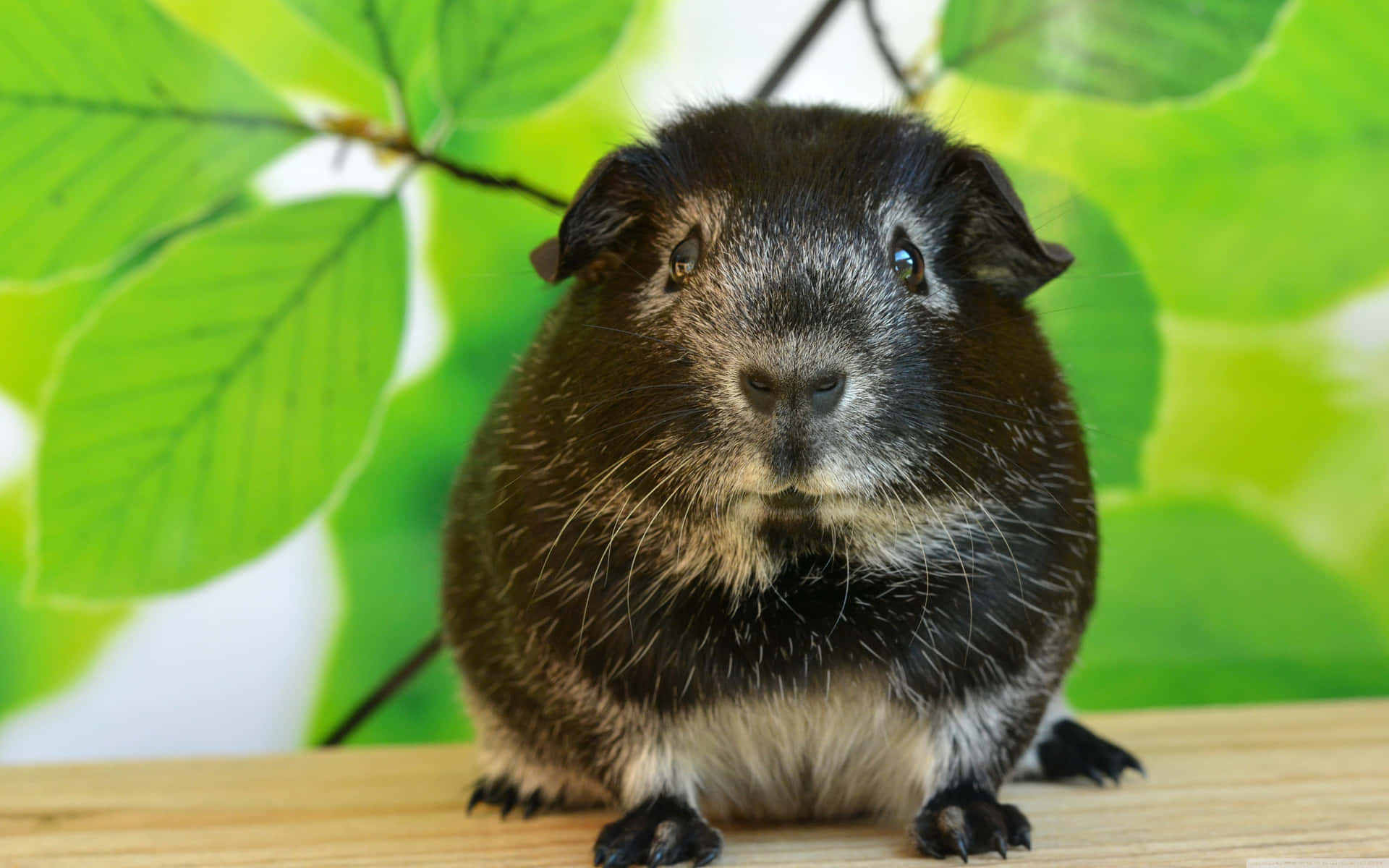 a black and white guinea pig sitting on a wooden table