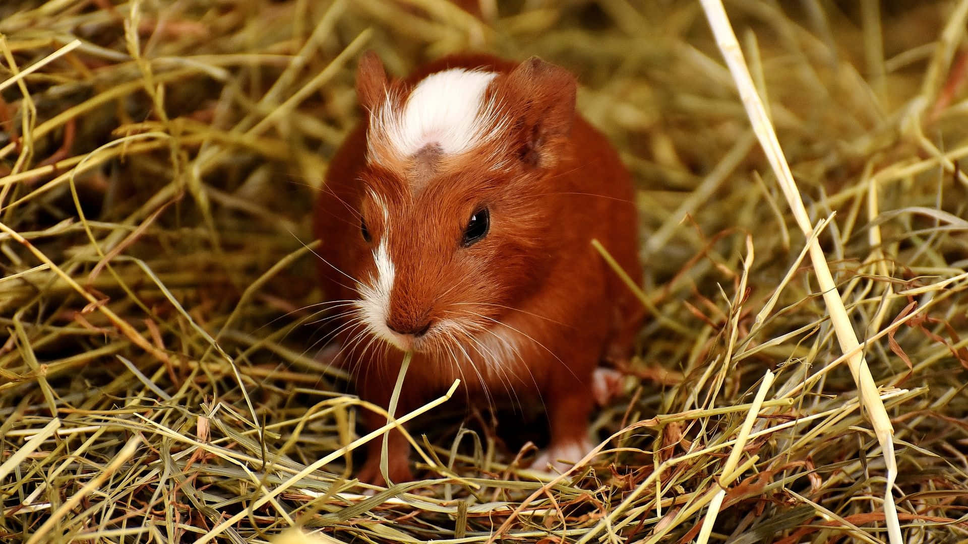 a brown and white guinea sitting in hay
