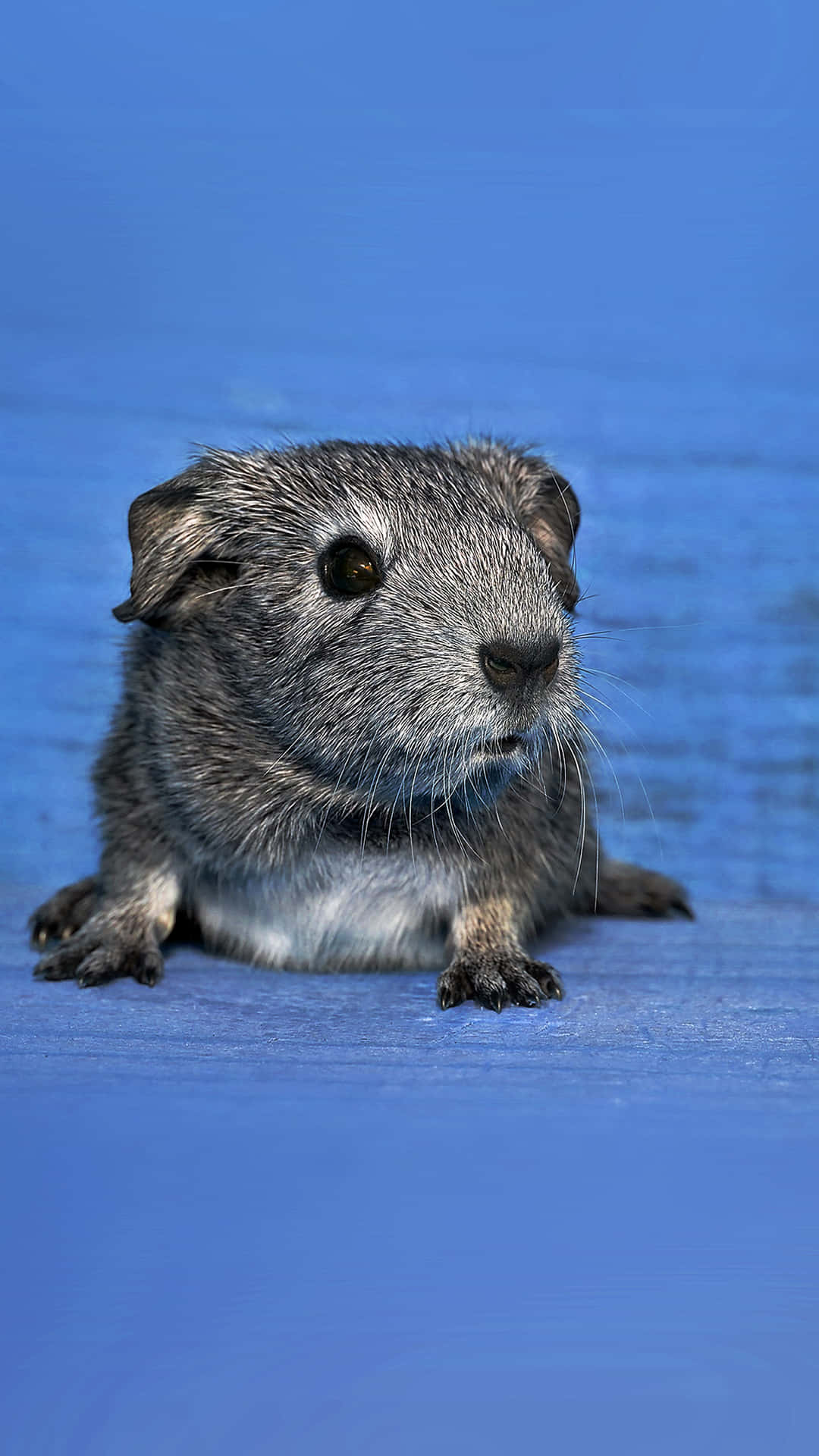 a small gray guinea pig sitting on a blue background