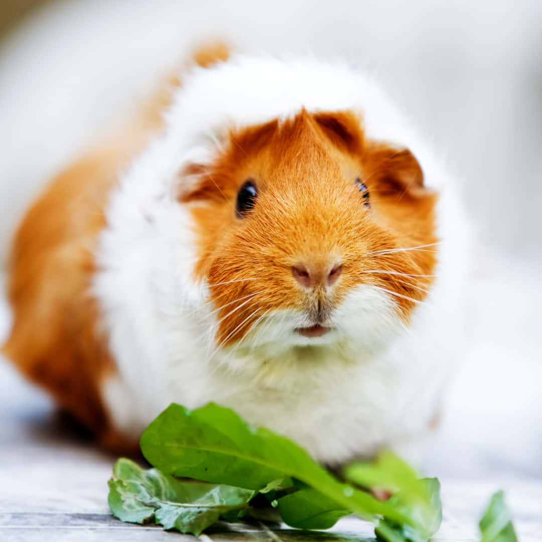 a guinea pig eating a leaf
