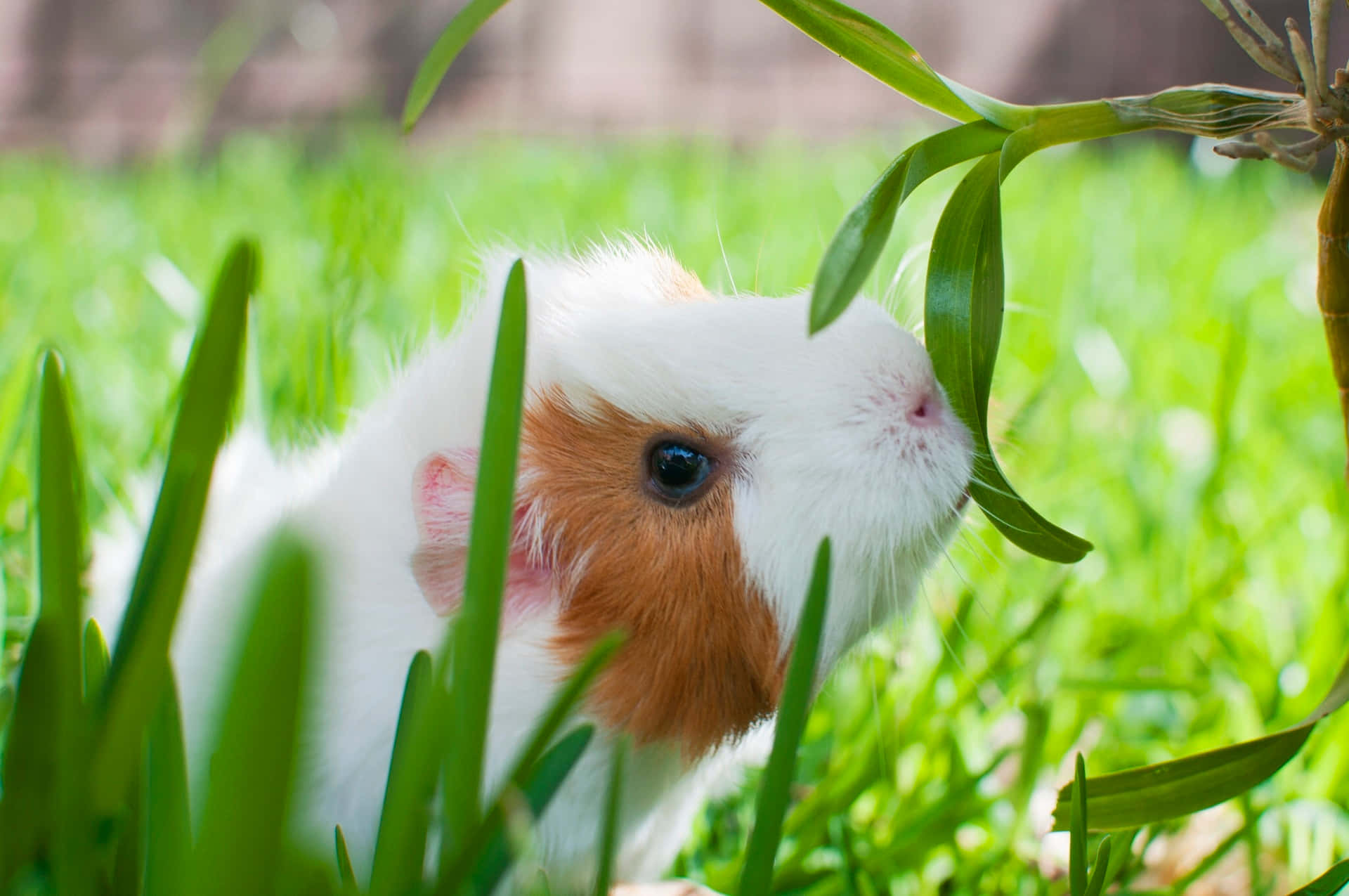 a small guinea pig eating grass