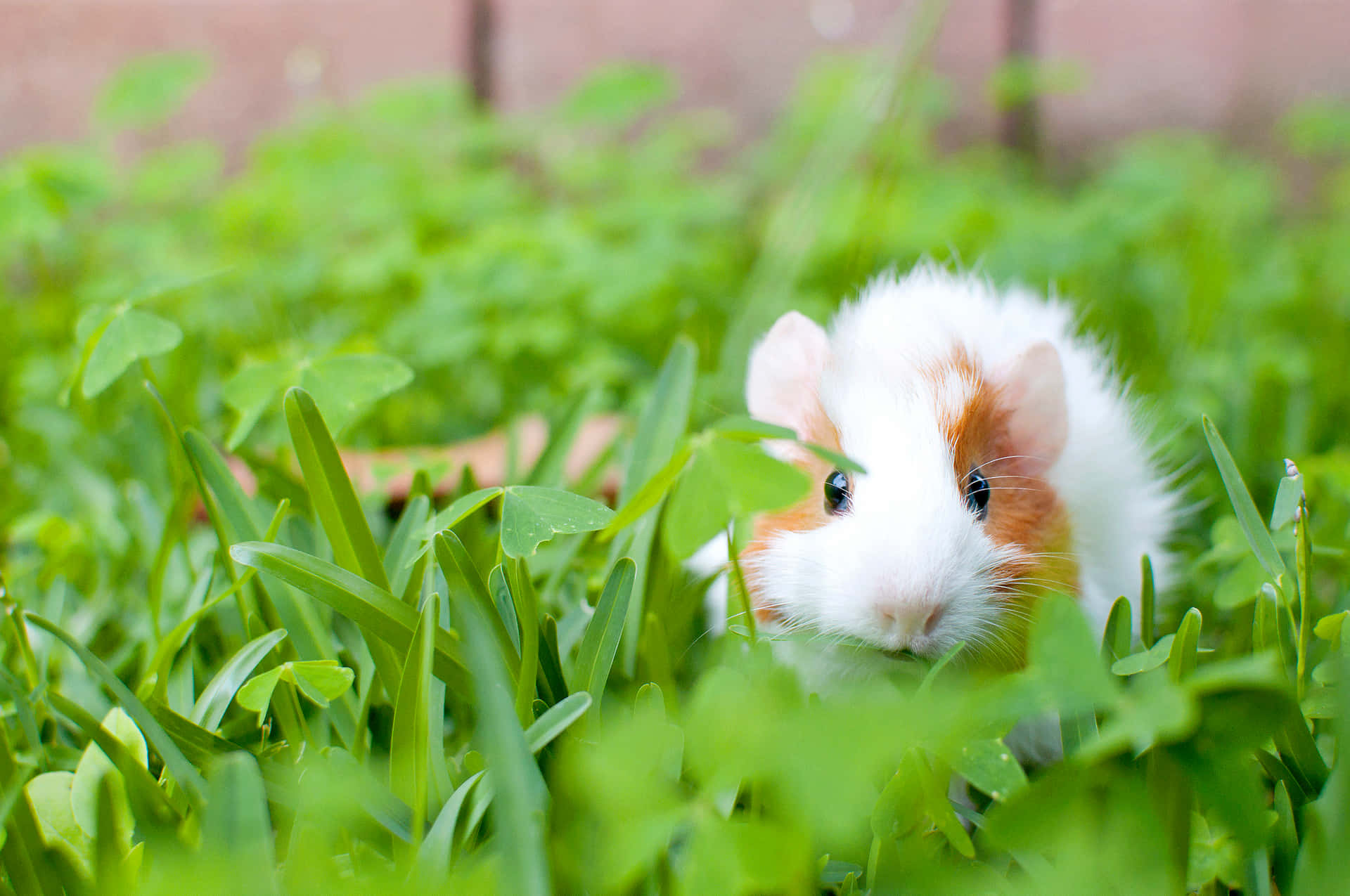 A Small White And Brown Guinea Pig In The Grass
