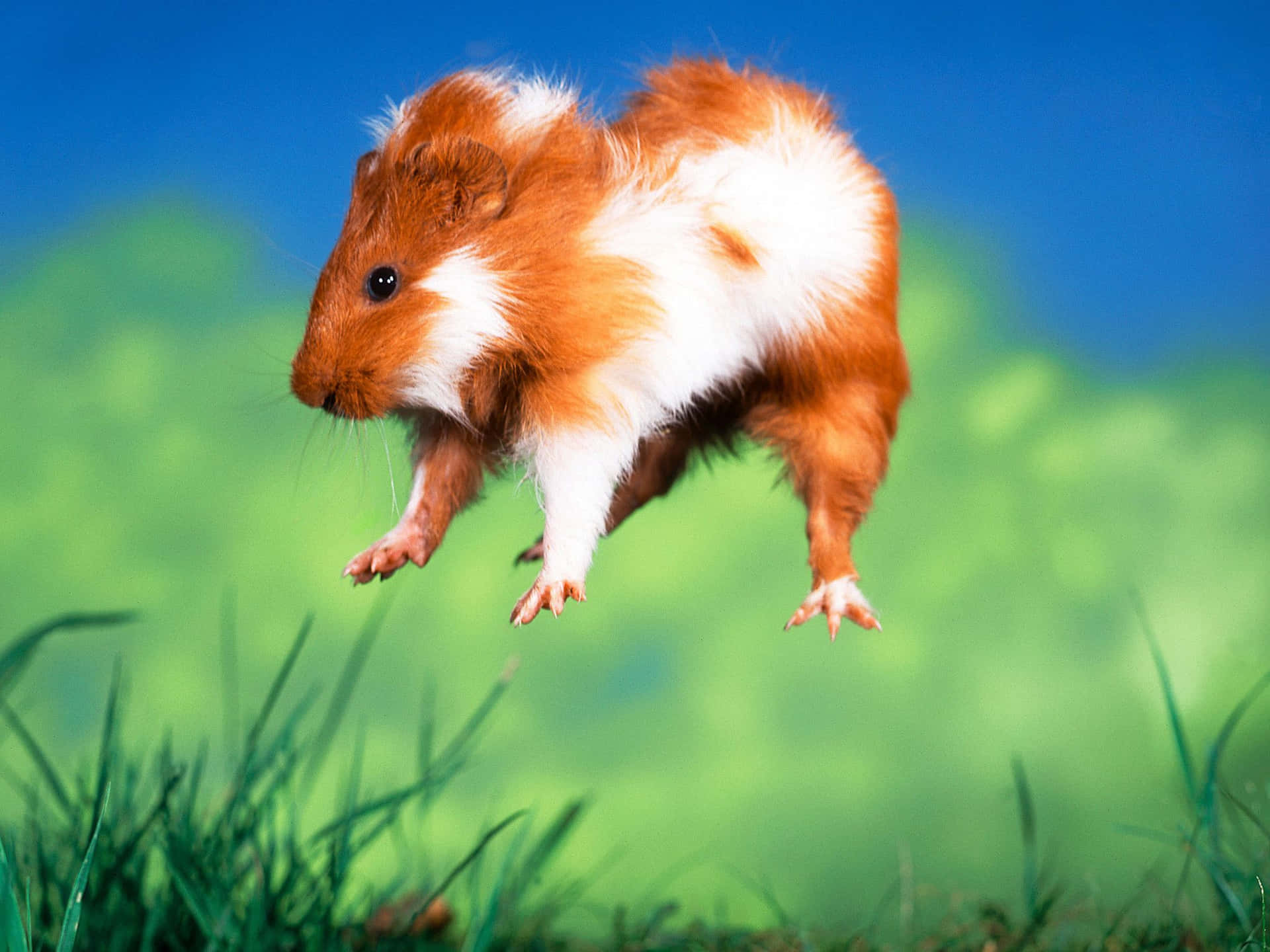 a guinea pig jumping in the air