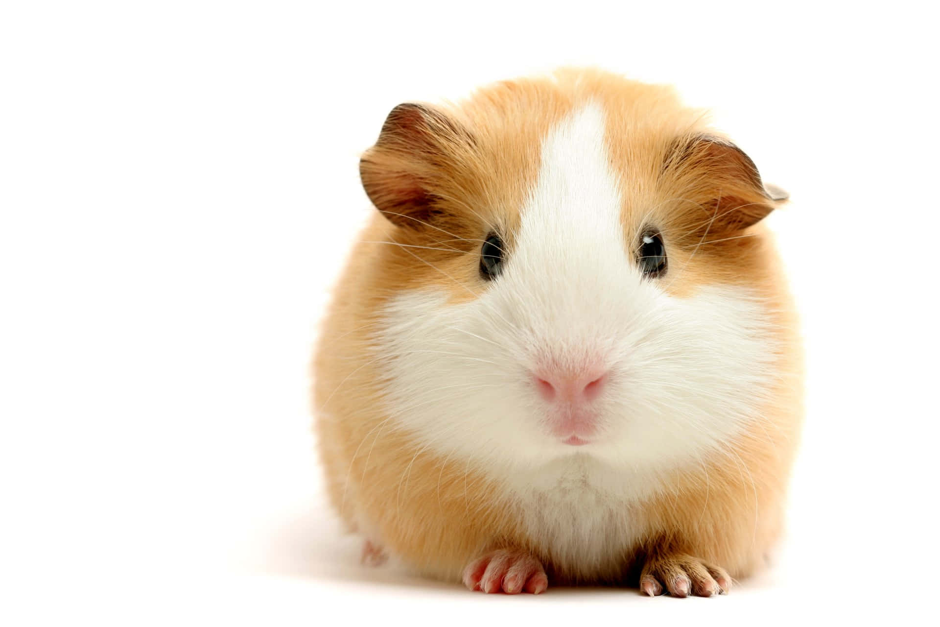 a guinea pig is looking at the camera