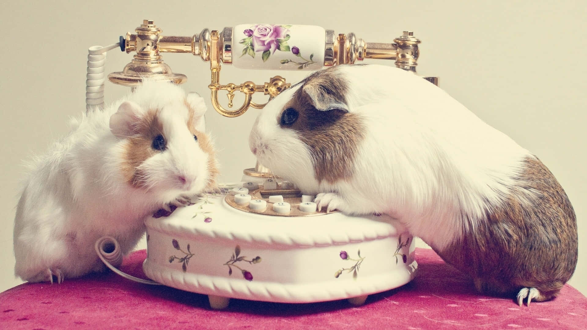 Two Guinea Pigs Are Sitting On A Telephone