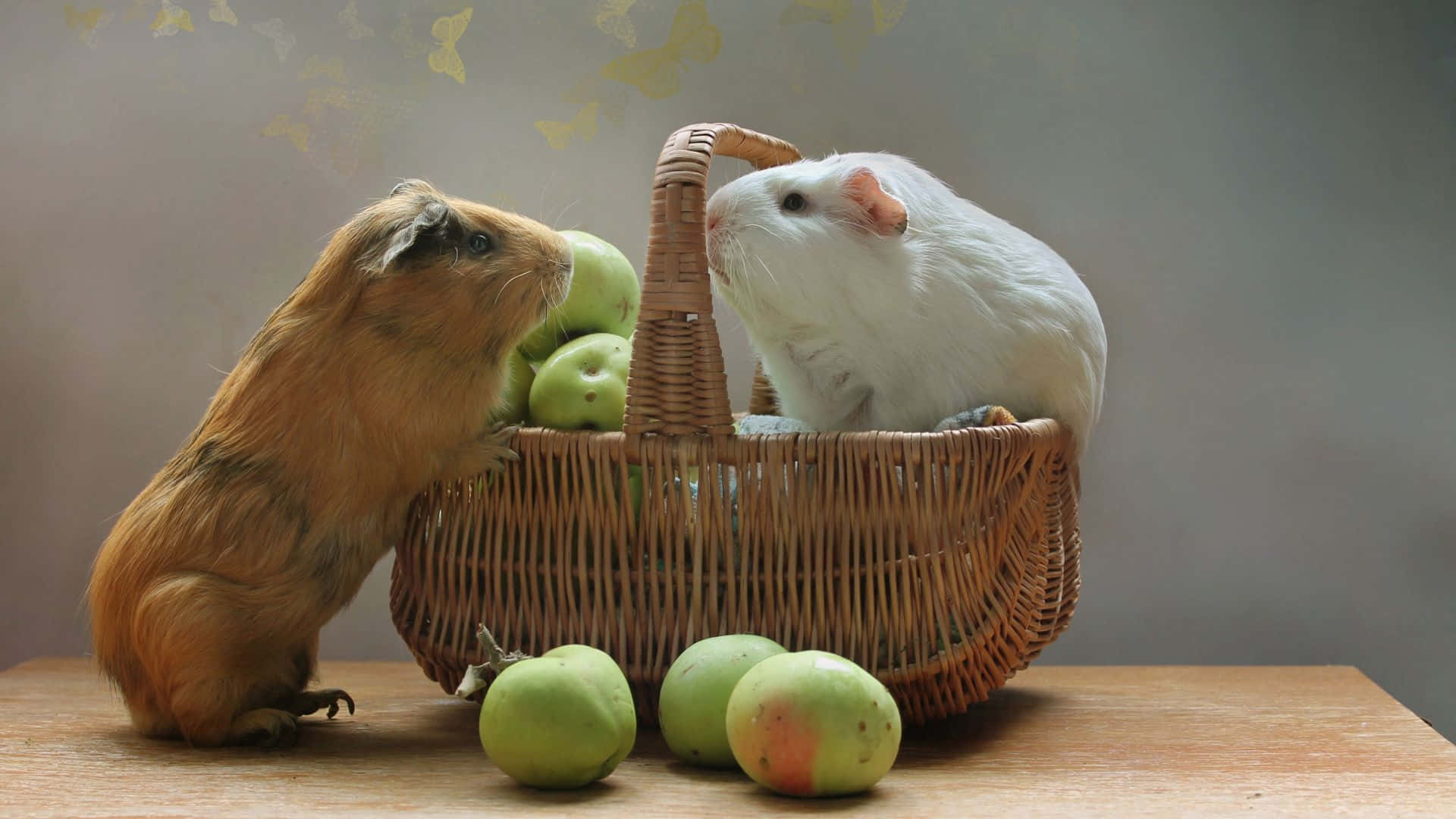 a guinea pig and a white guinea pig