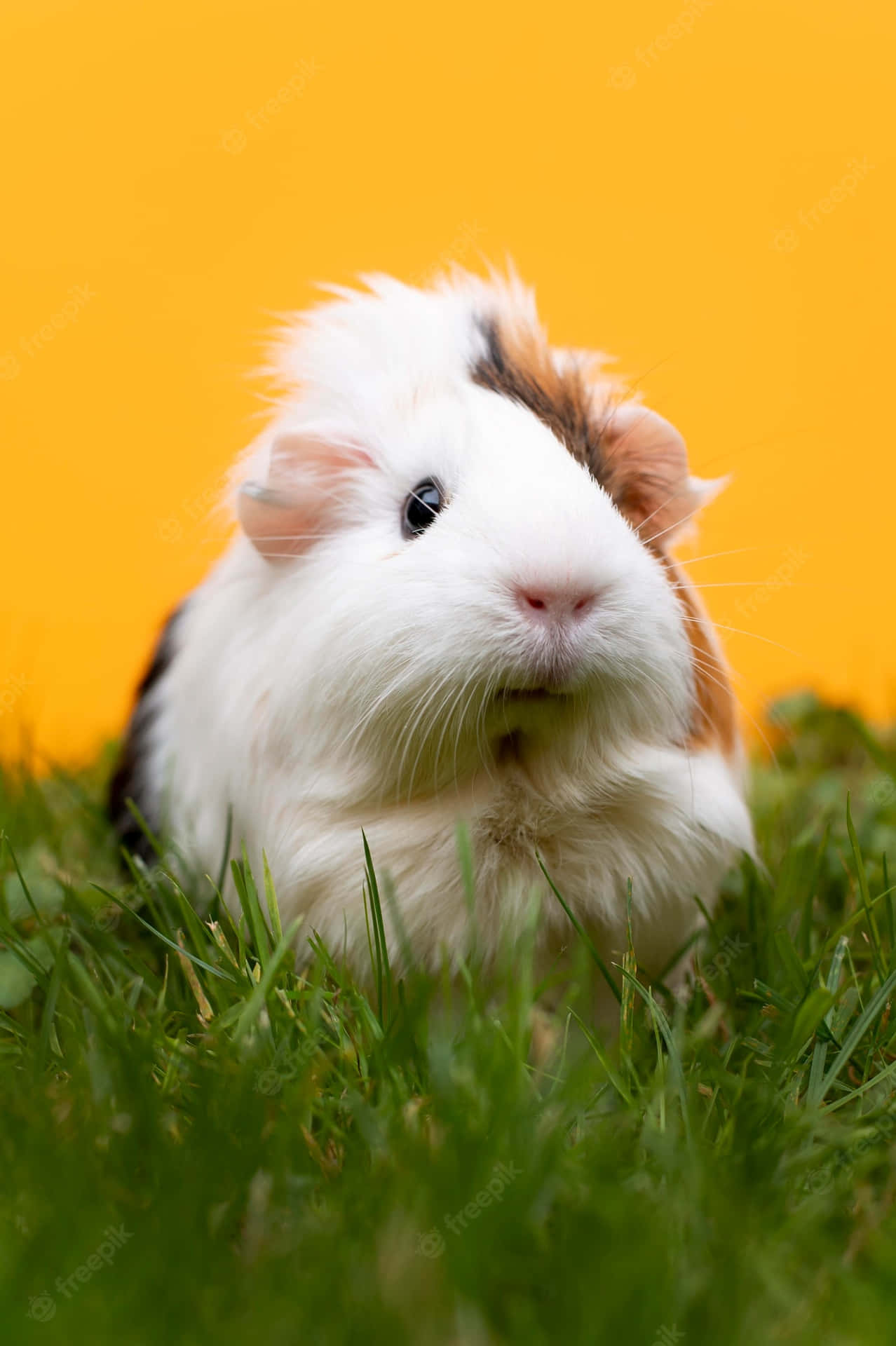 A Guinea Pig Sitting On Grass