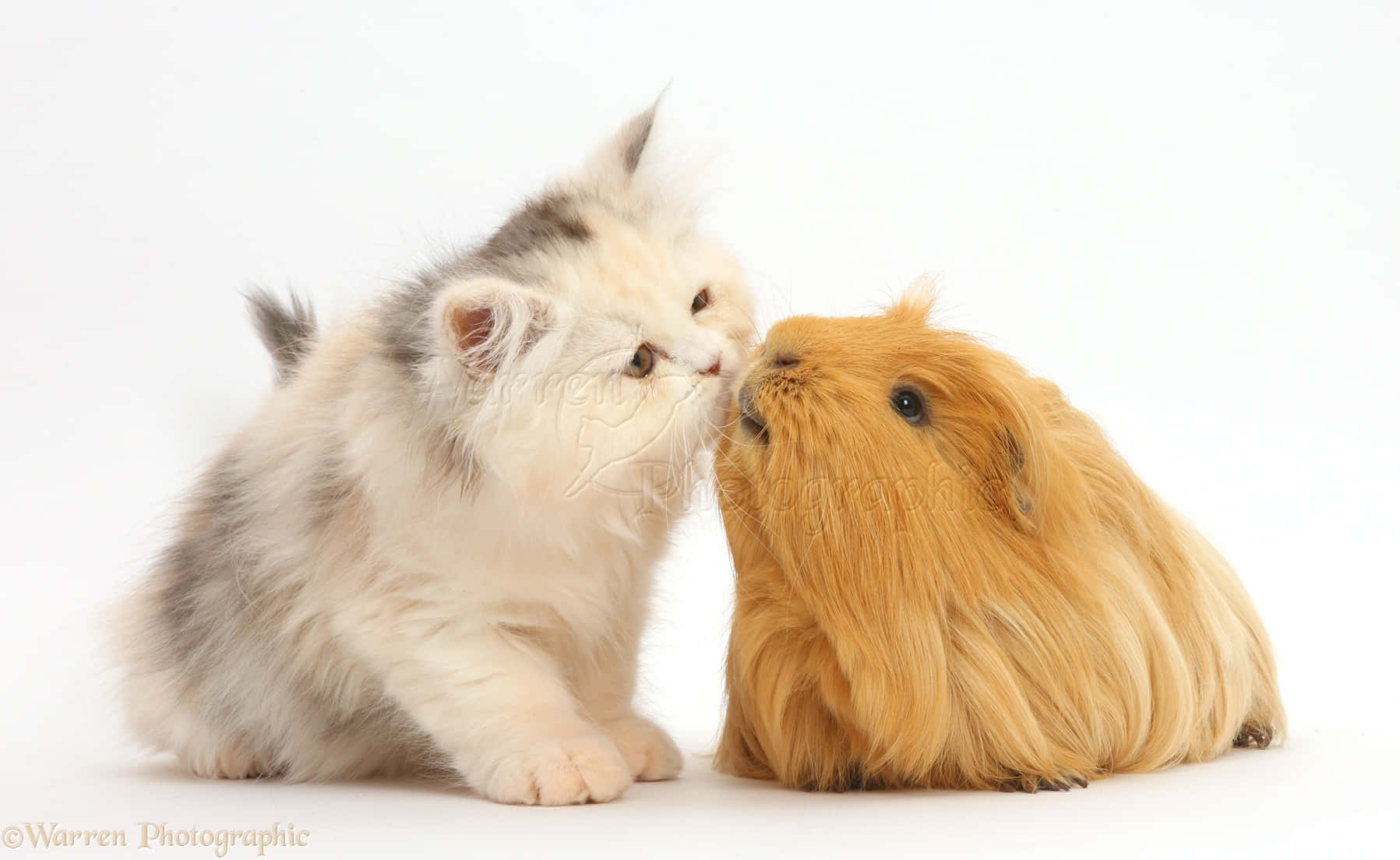 En kat og et marsvin der kysser på et hvidt baggrund