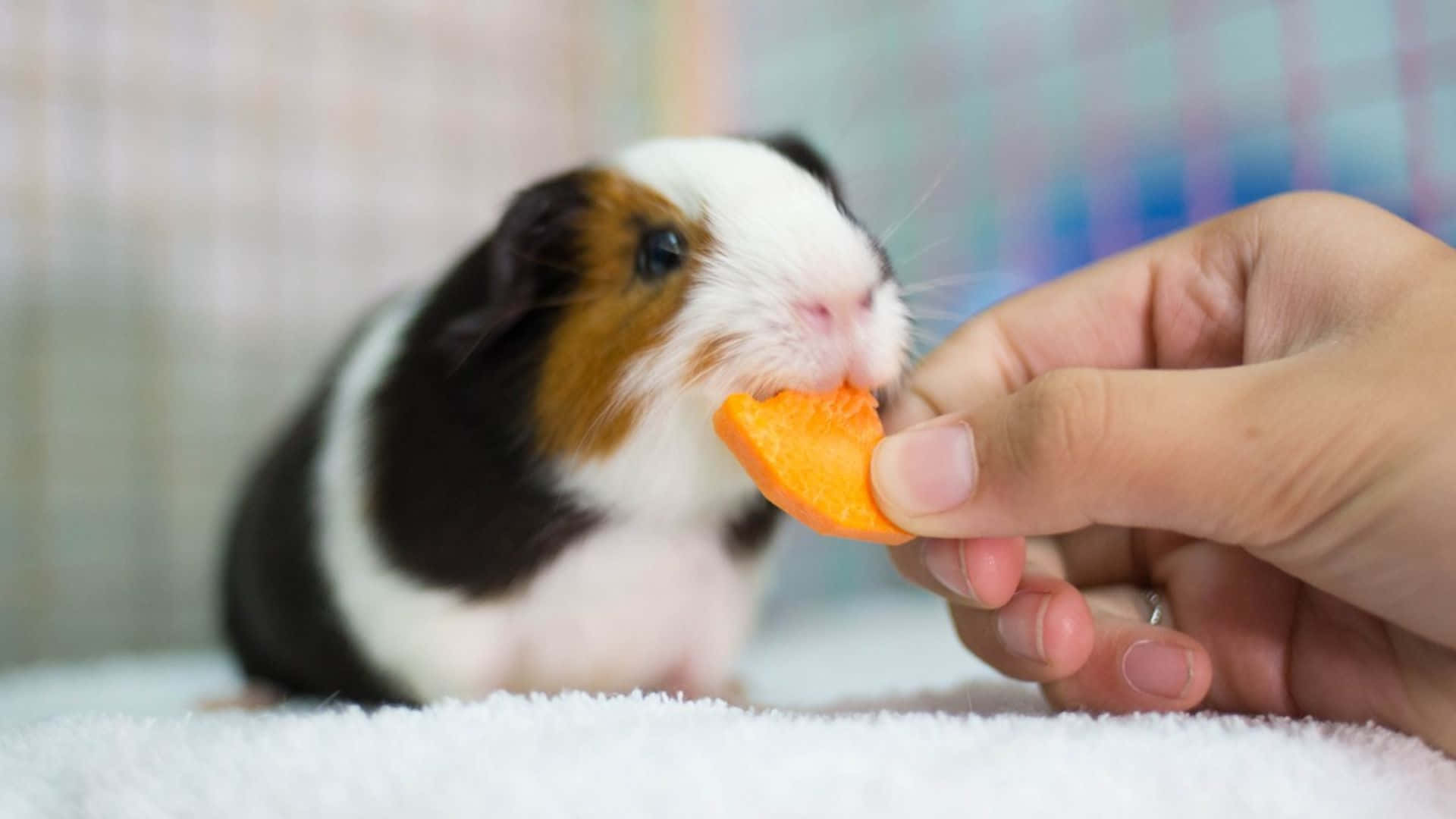 a person feeding a guinea pig a carrot