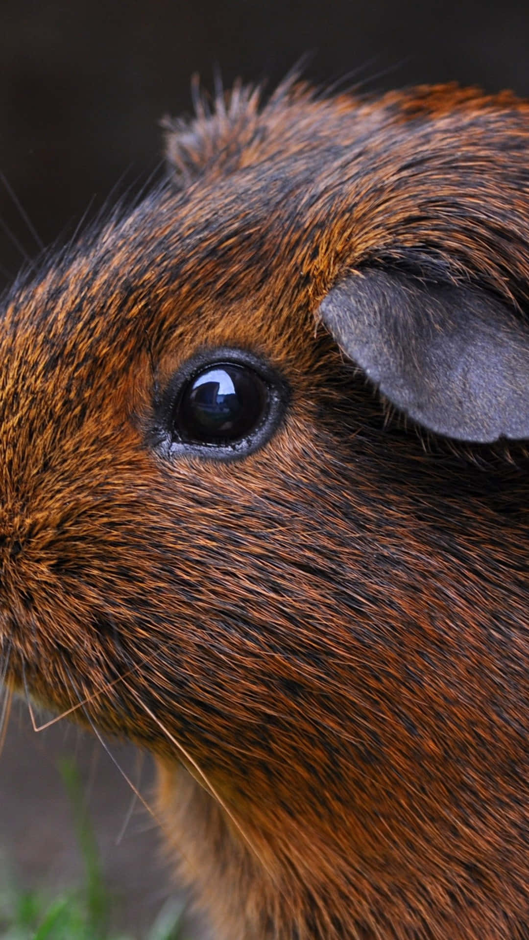 En brun guinea-pig tapet