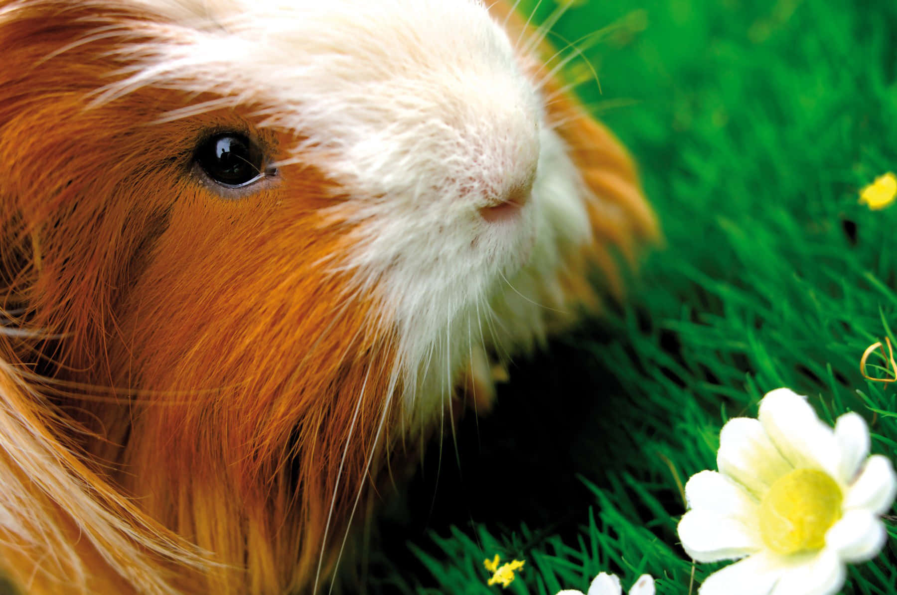 a guinea pig is standing in the grass