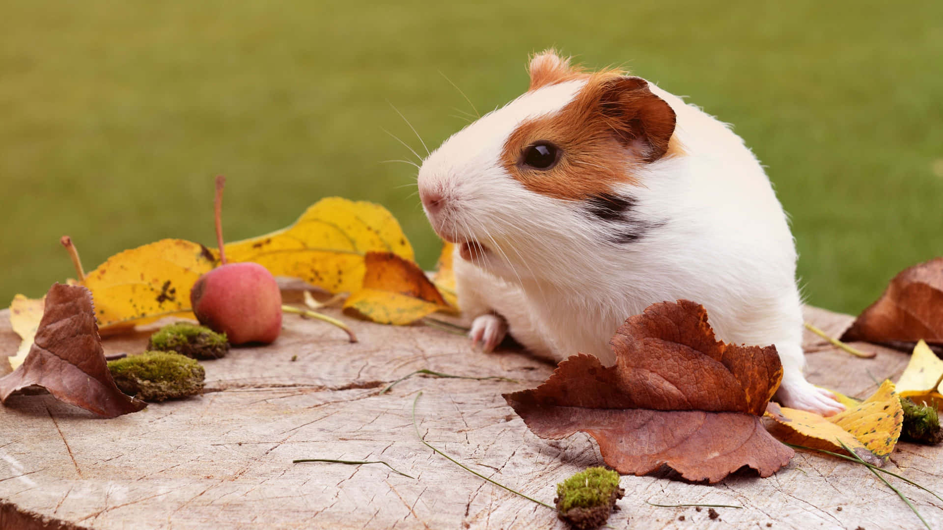 a guinea pig sitting on a stump with leaves