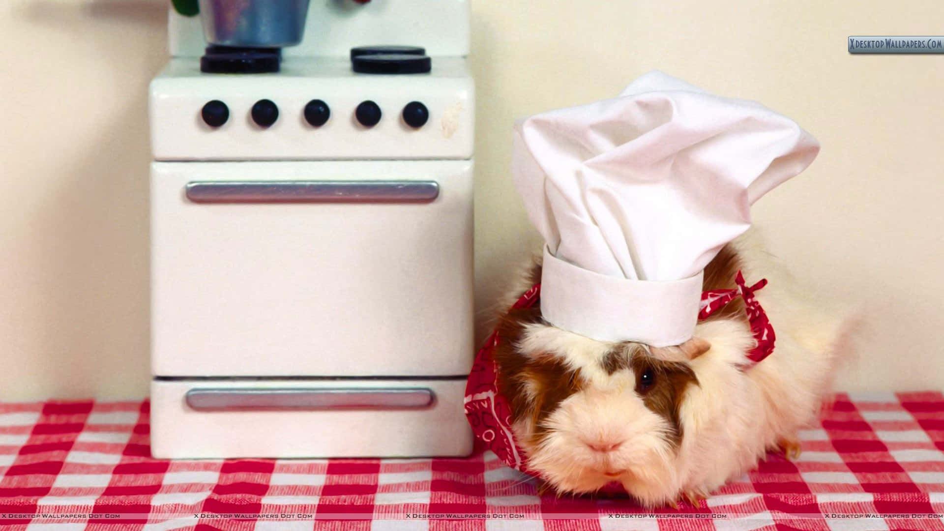 a guinea pig wearing a chef hat