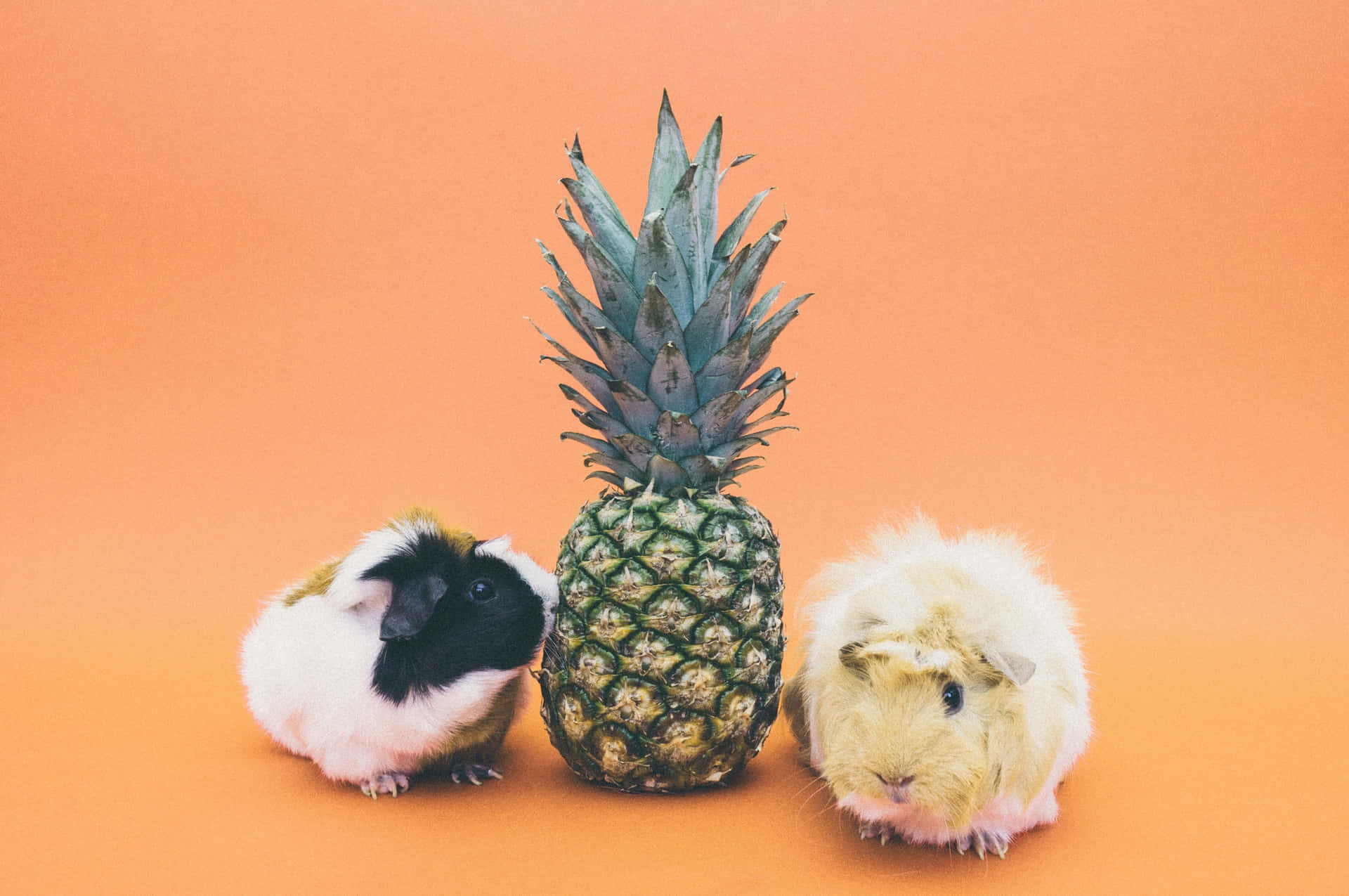 two guinea pigs standing next to a pineapple