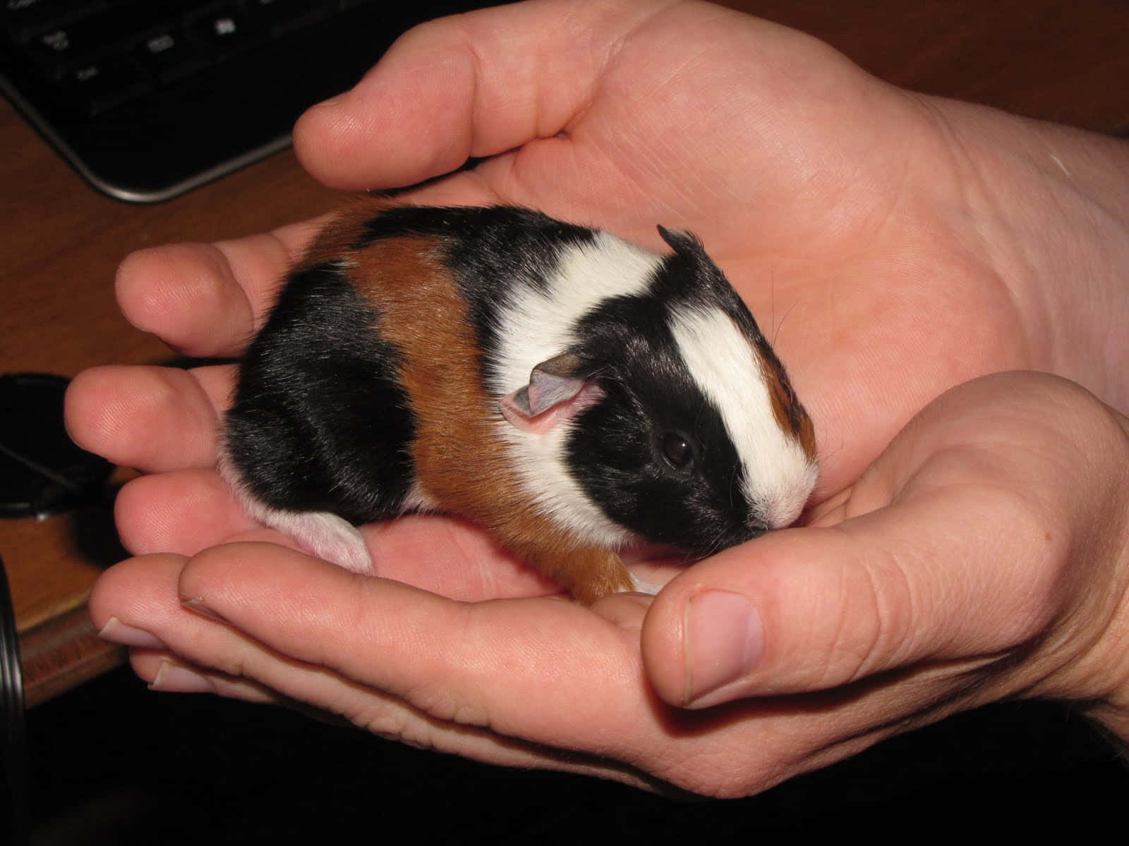 a small guinea pig in a person's hand