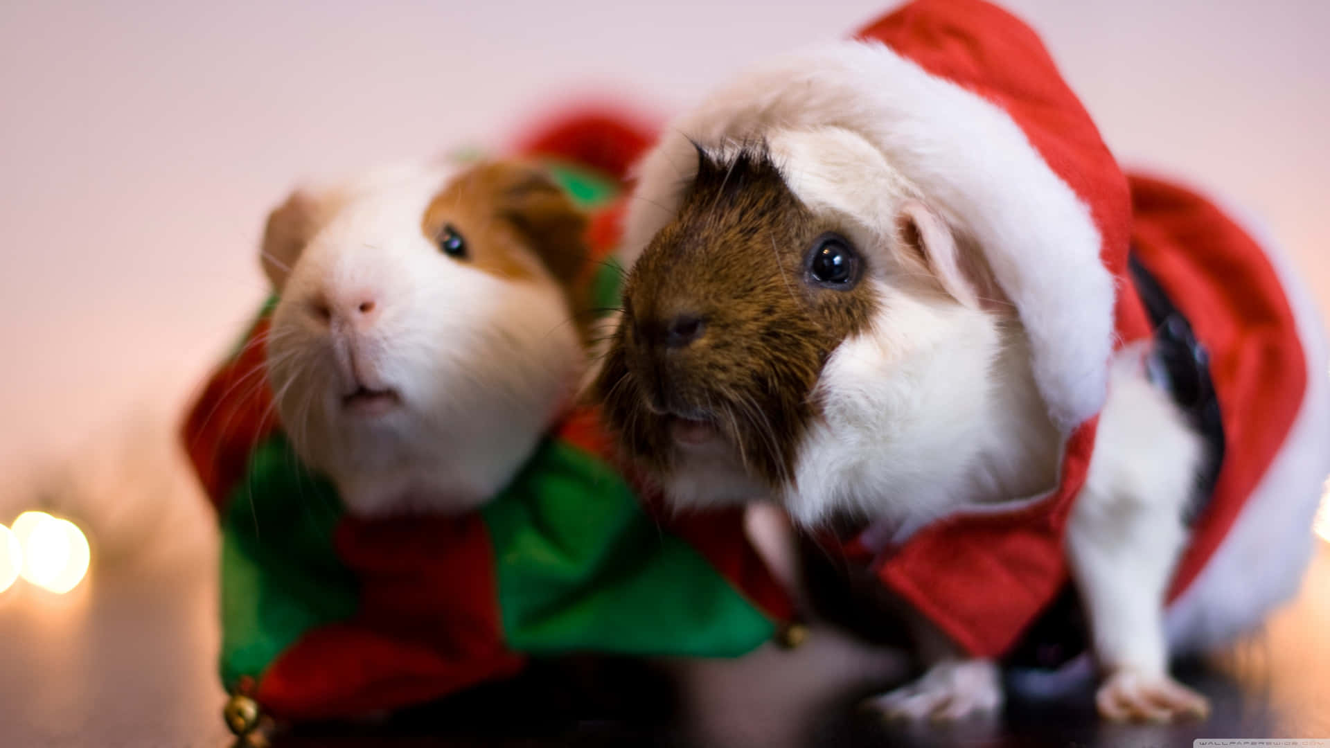 two guinea pigs dressed up for christmas