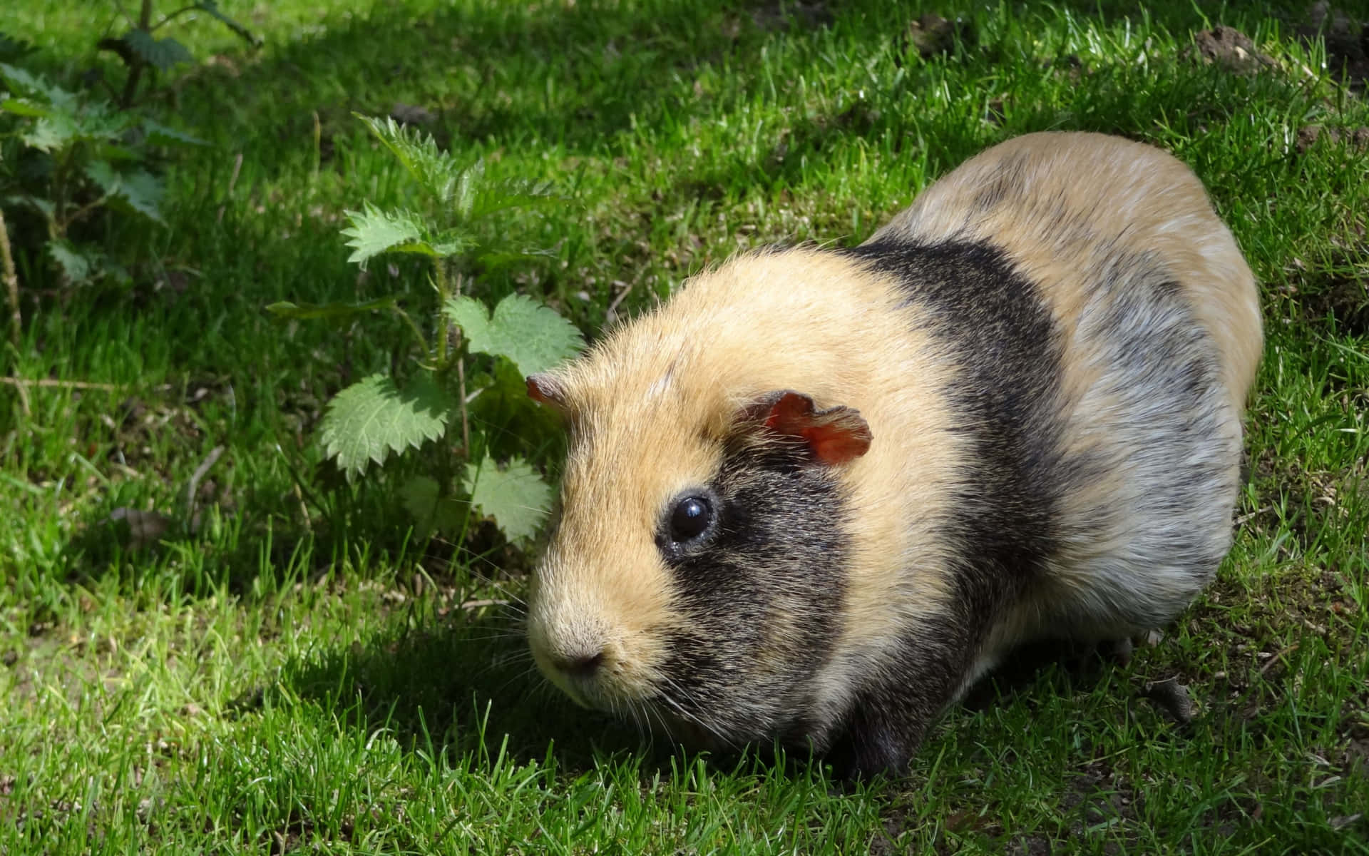 a guinea pig is walking in the grass