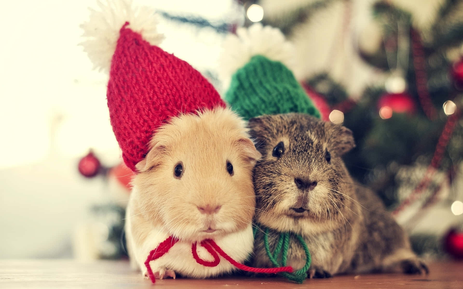 two guinea pigs wearing christmas hats