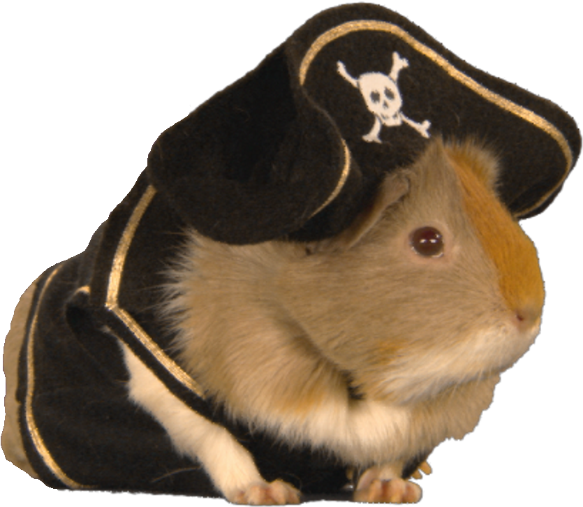 Guinea Pig Pirate Costume PNG