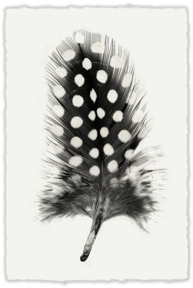 Guinea_ Fowl_ Feather_ Art PNG