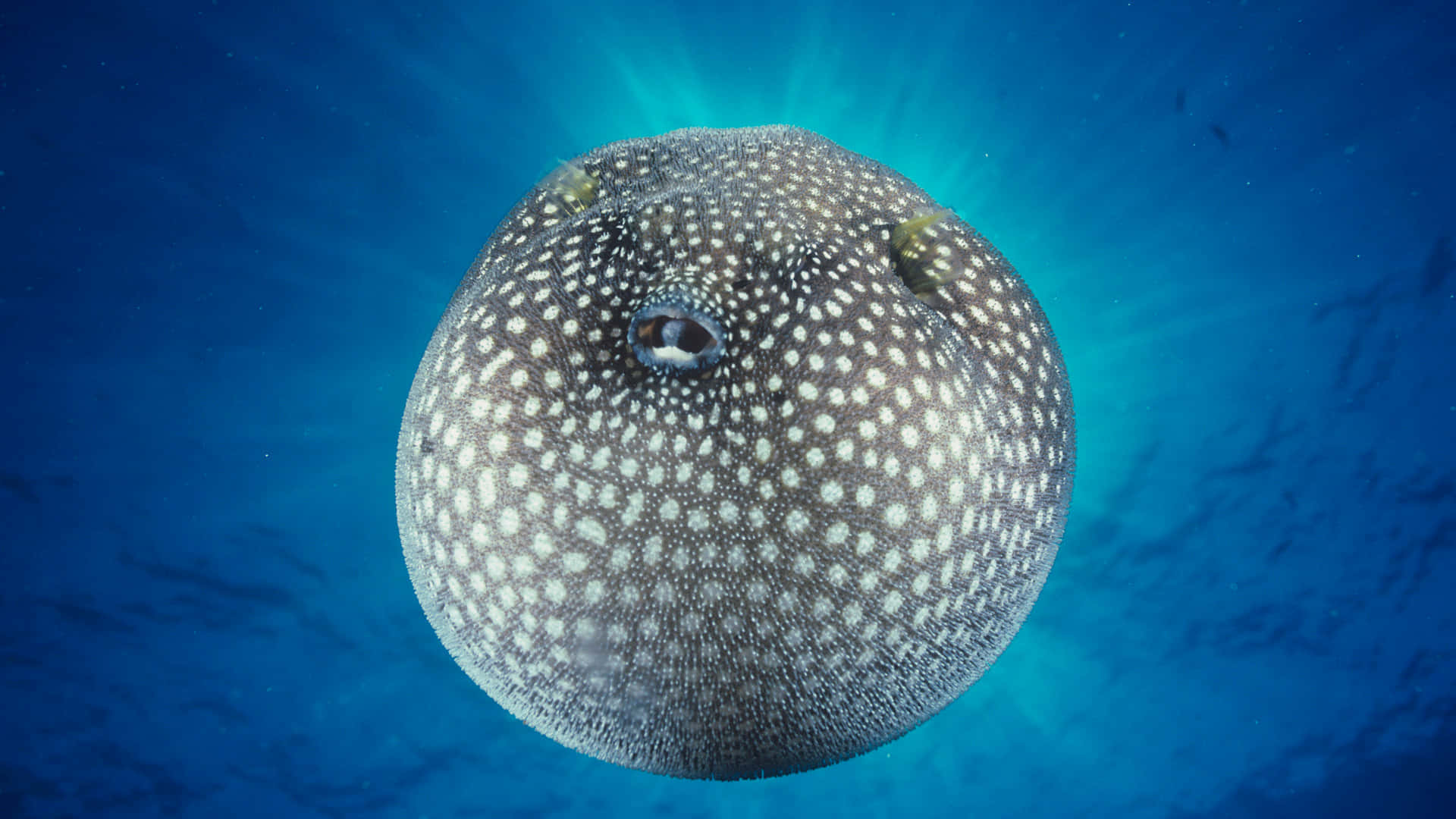 Guineafowl Pufferfish Camouflage Underwater Wallpaper