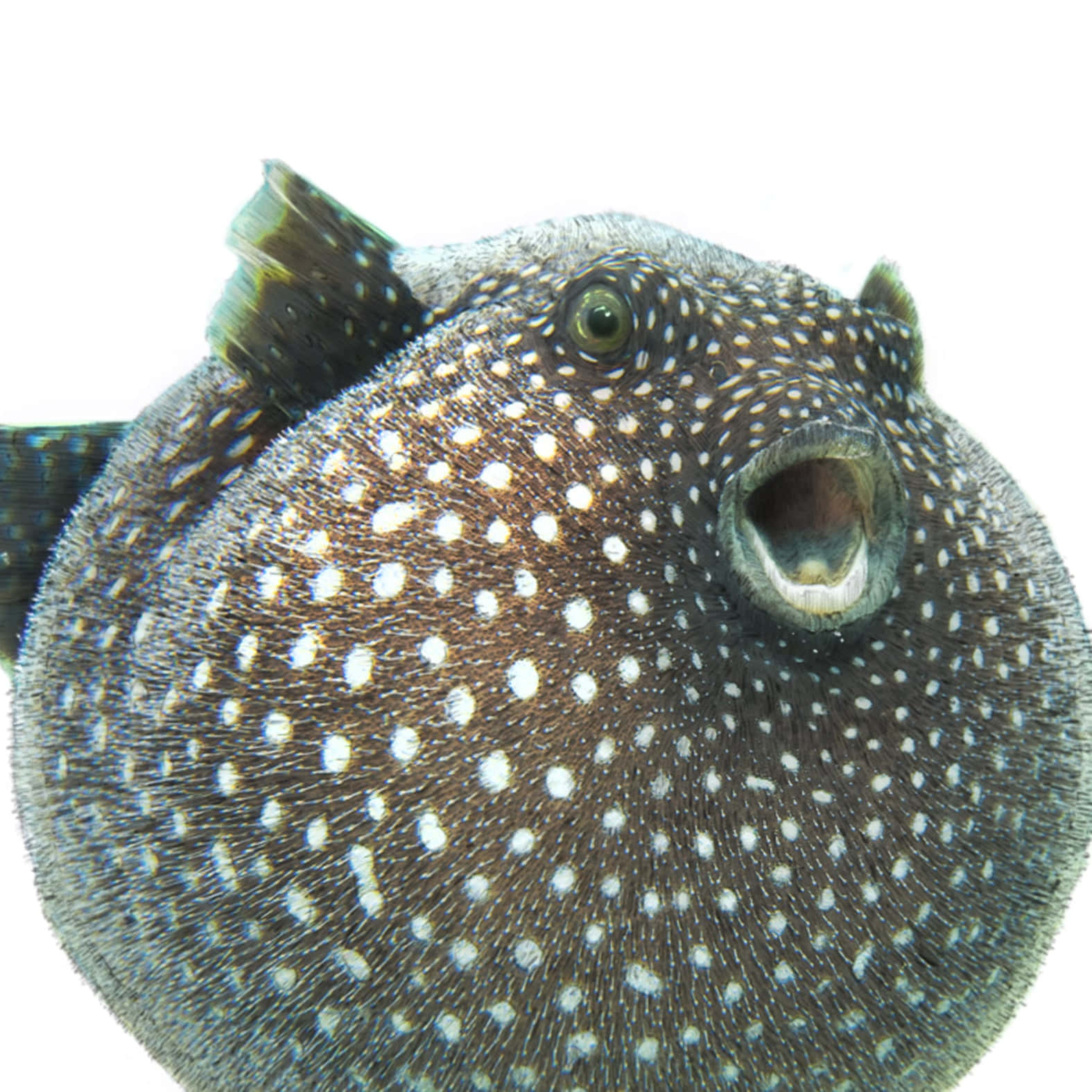 Guineafowl Pufferfish Closeup Wallpaper