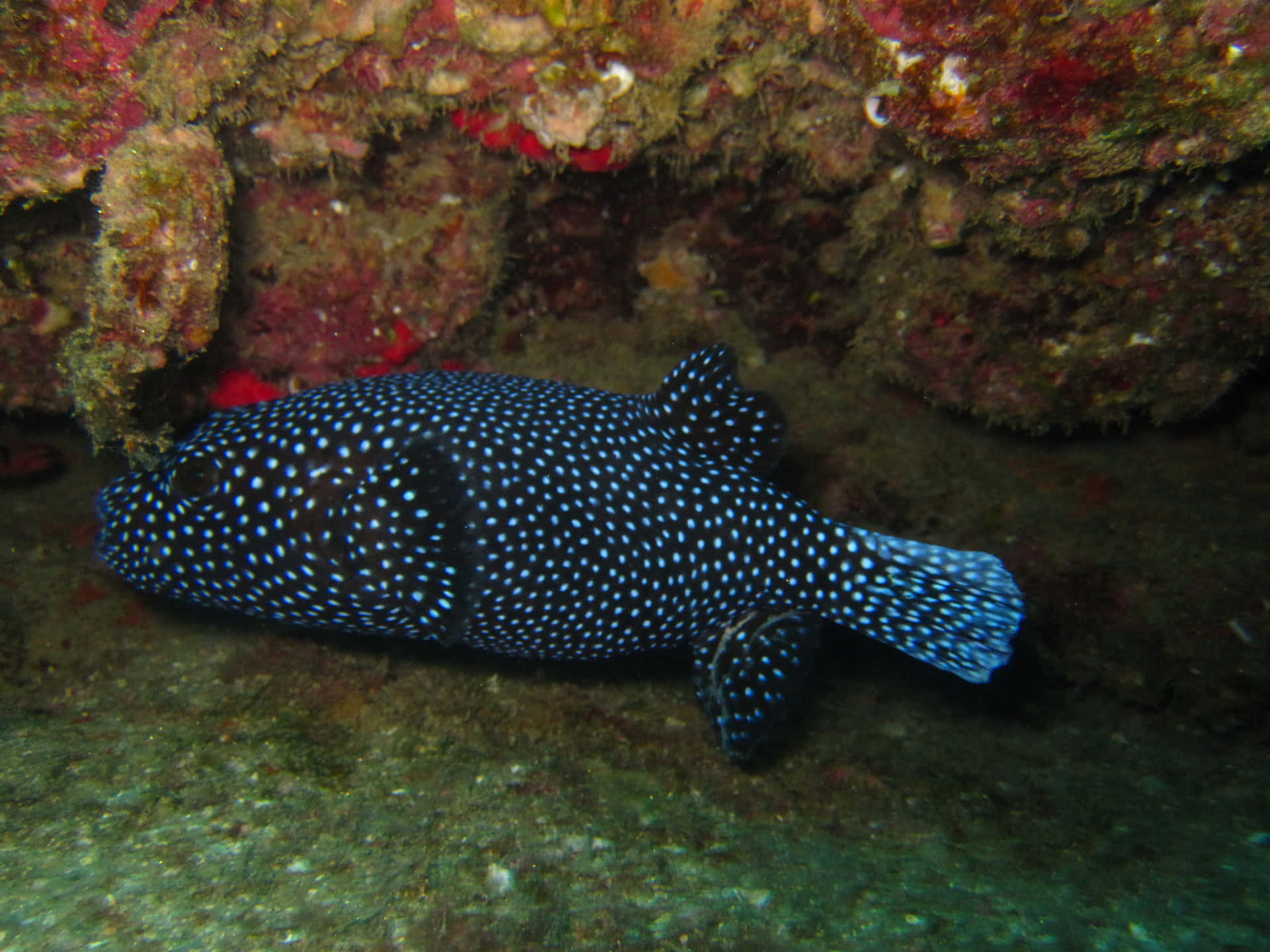 Guineafowl Pufferfish Underwater Wallpaper
