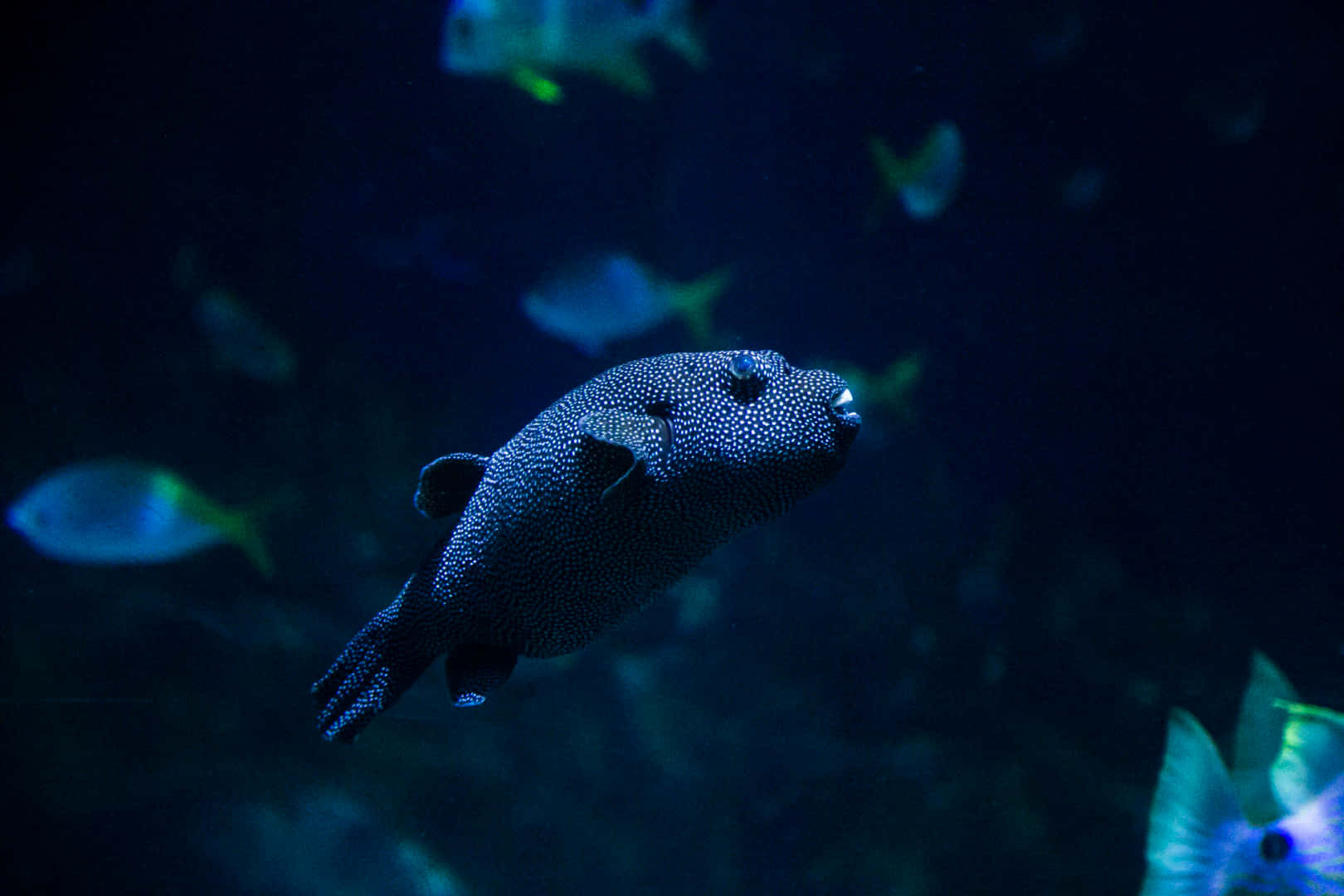 Guineafowl Pufferfish Underwater Scene Wallpaper