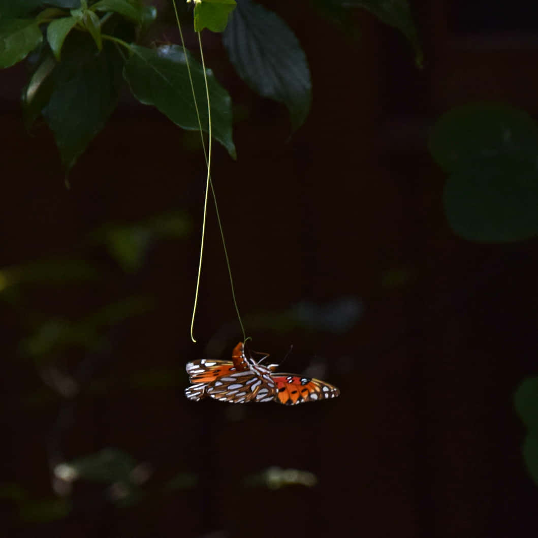 Gulf Fritillary Butterfly Dangling Wallpaper