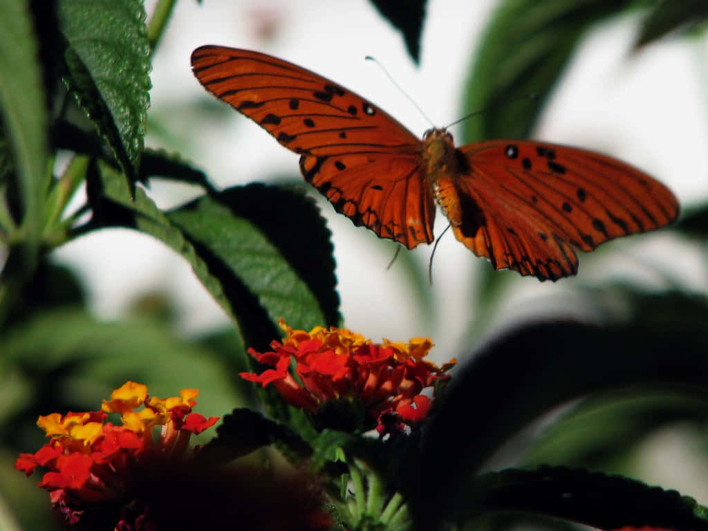 Gulf Fritillary Butterflyon Lantana Wallpaper