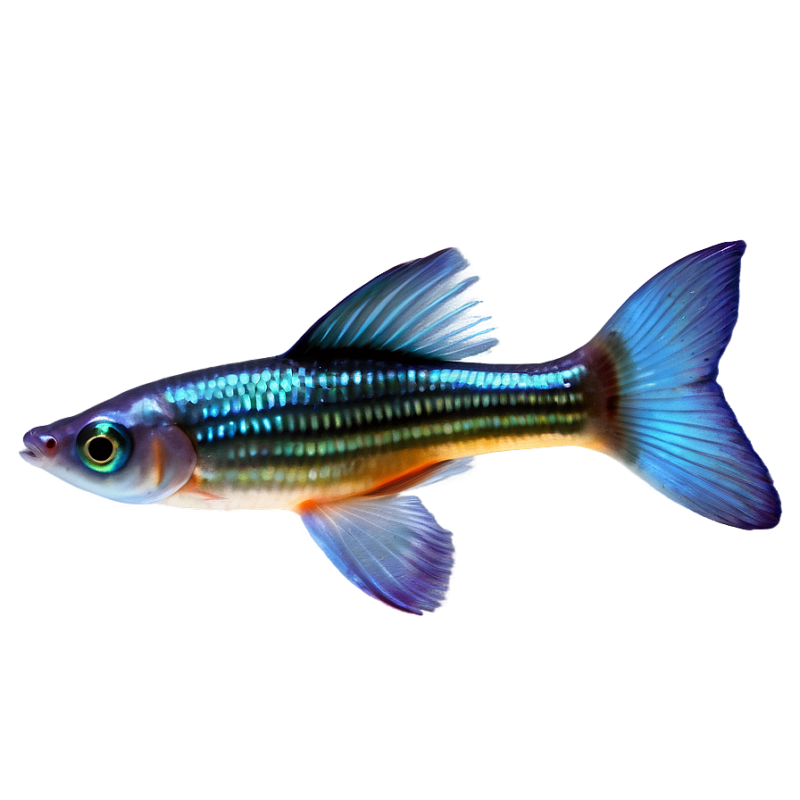 Guppy Fish Png Eis66 PNG