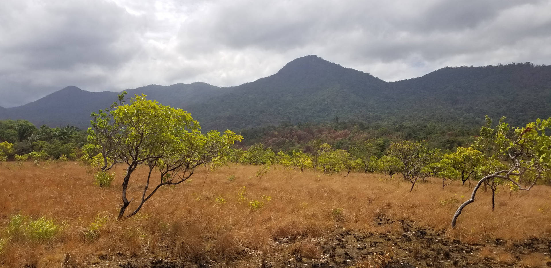 Guyana Foresta Di Iwokrama Sfondo