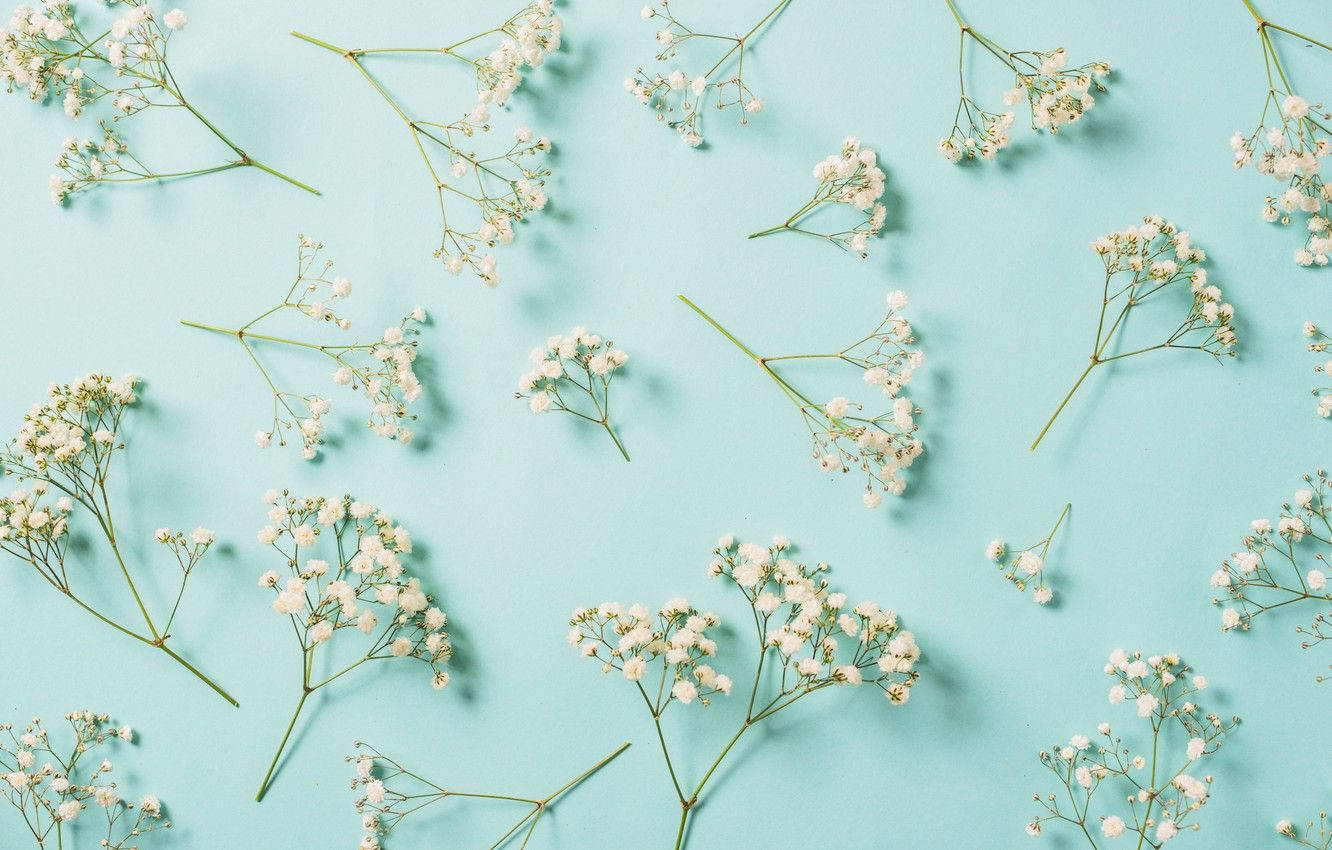Enchanting Beauty of Gypsophila White Flower Wallpaper