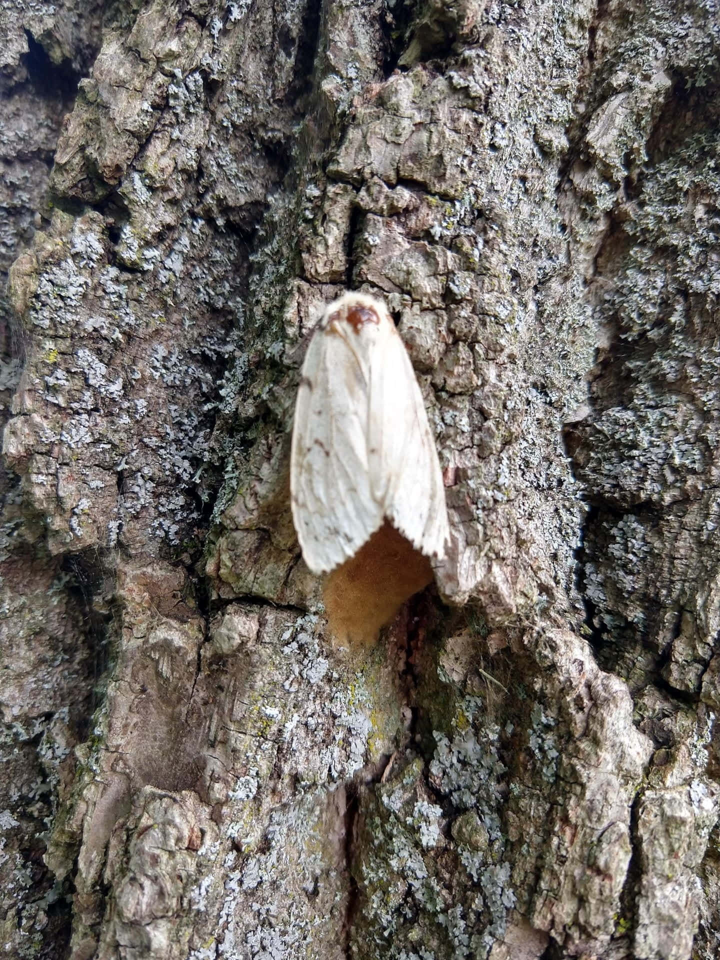 Gypsy Moth Camouflageon Tree Bark Wallpaper