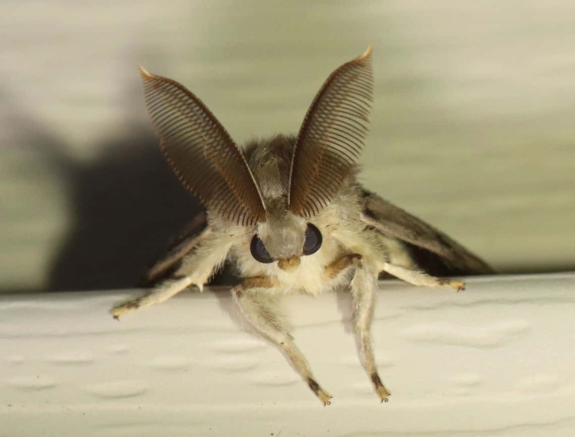 Gypsy Moth Close Up Wallpaper